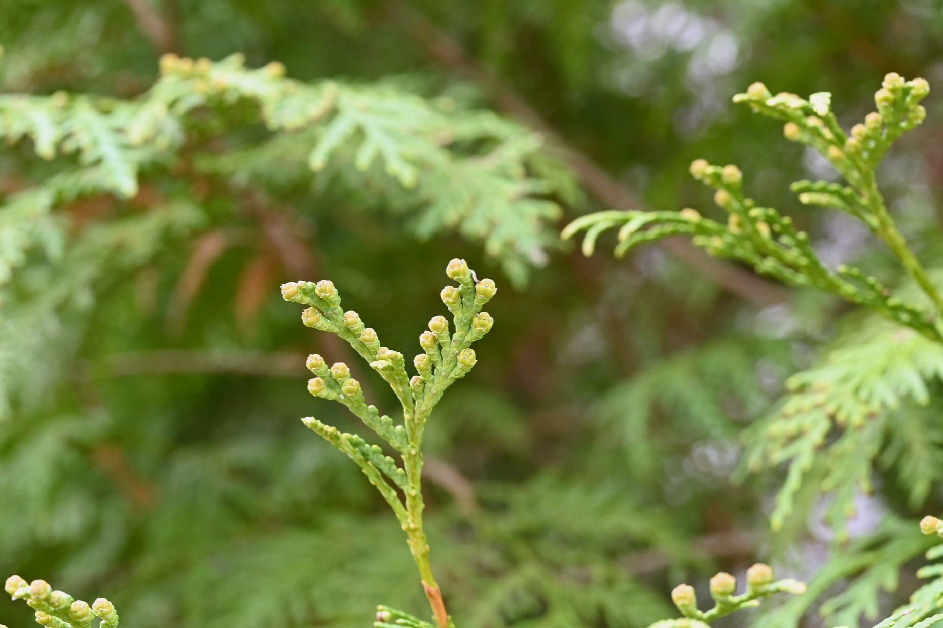 ニオイヒバ（匂檜葉） - 庭木図鑑 植木ペディア