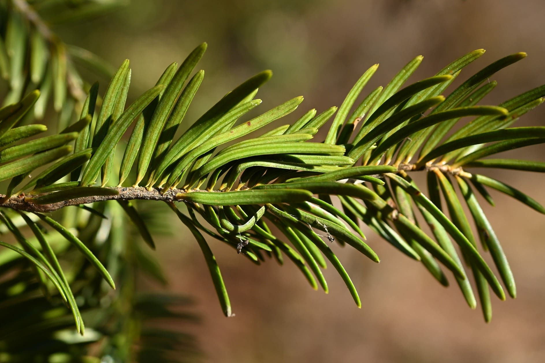 モミノキ 樅 庭木図鑑 植木ペディア