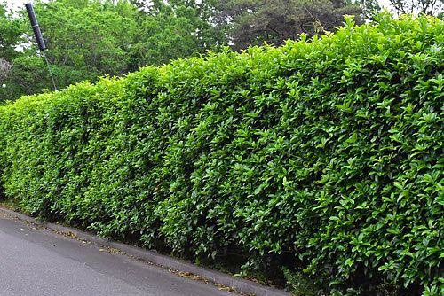 キンモクセイ（金木犀） - 庭木図鑑 植木ペディア