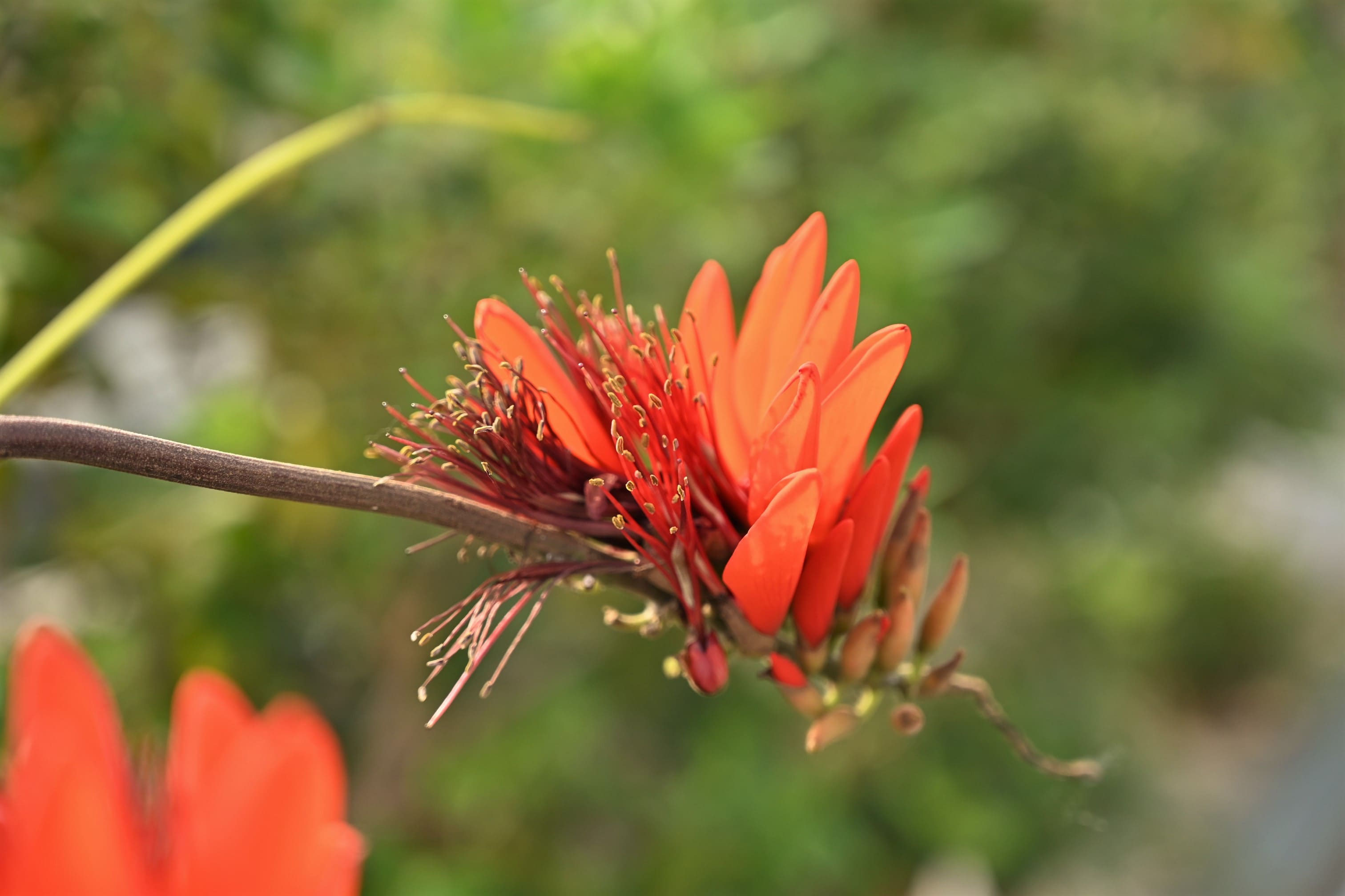 サンゴシトウ　珊瑚紫桐　梯梧　落葉樹 約1.5メートル サンゴシトウ 珊瑚紫桐 梯梧 落葉樹 約1.5メートル