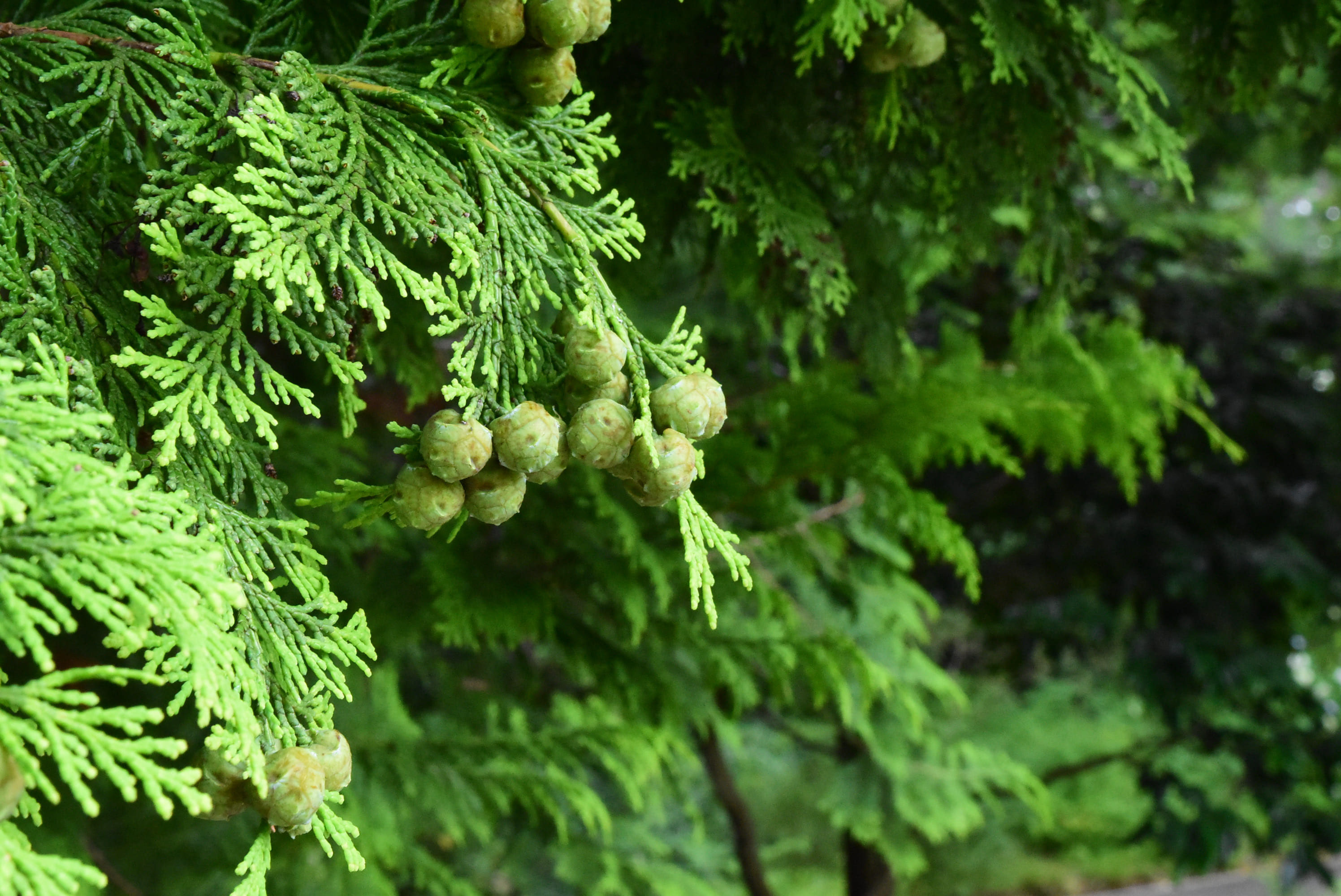 チャボヒバ 矮鶏檜葉 庭木図鑑 植木ペディア