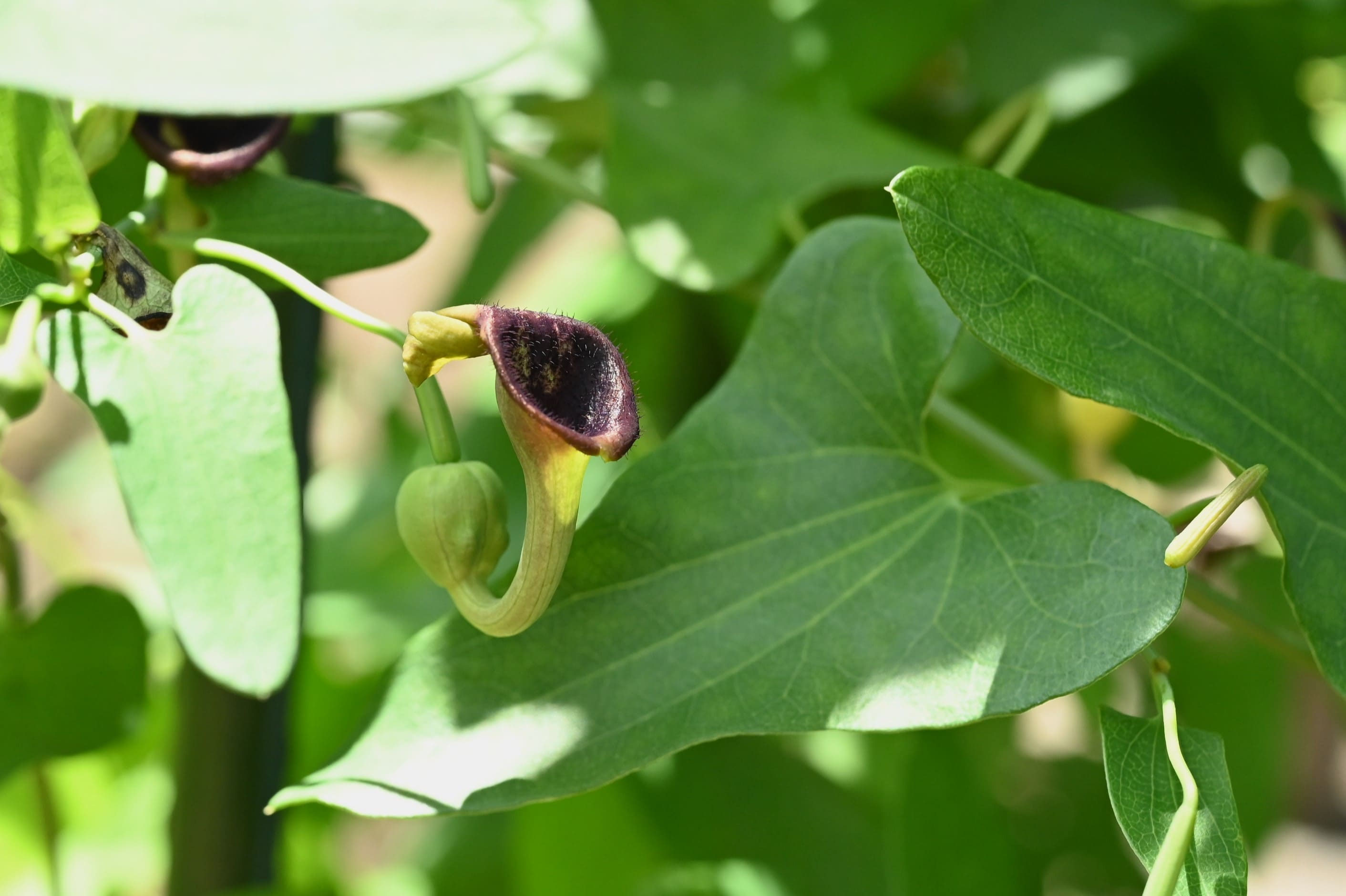 ウマノスズクサ／うまのすずくさ／馬の鈴草 - 庭木図鑑 植木ペディア