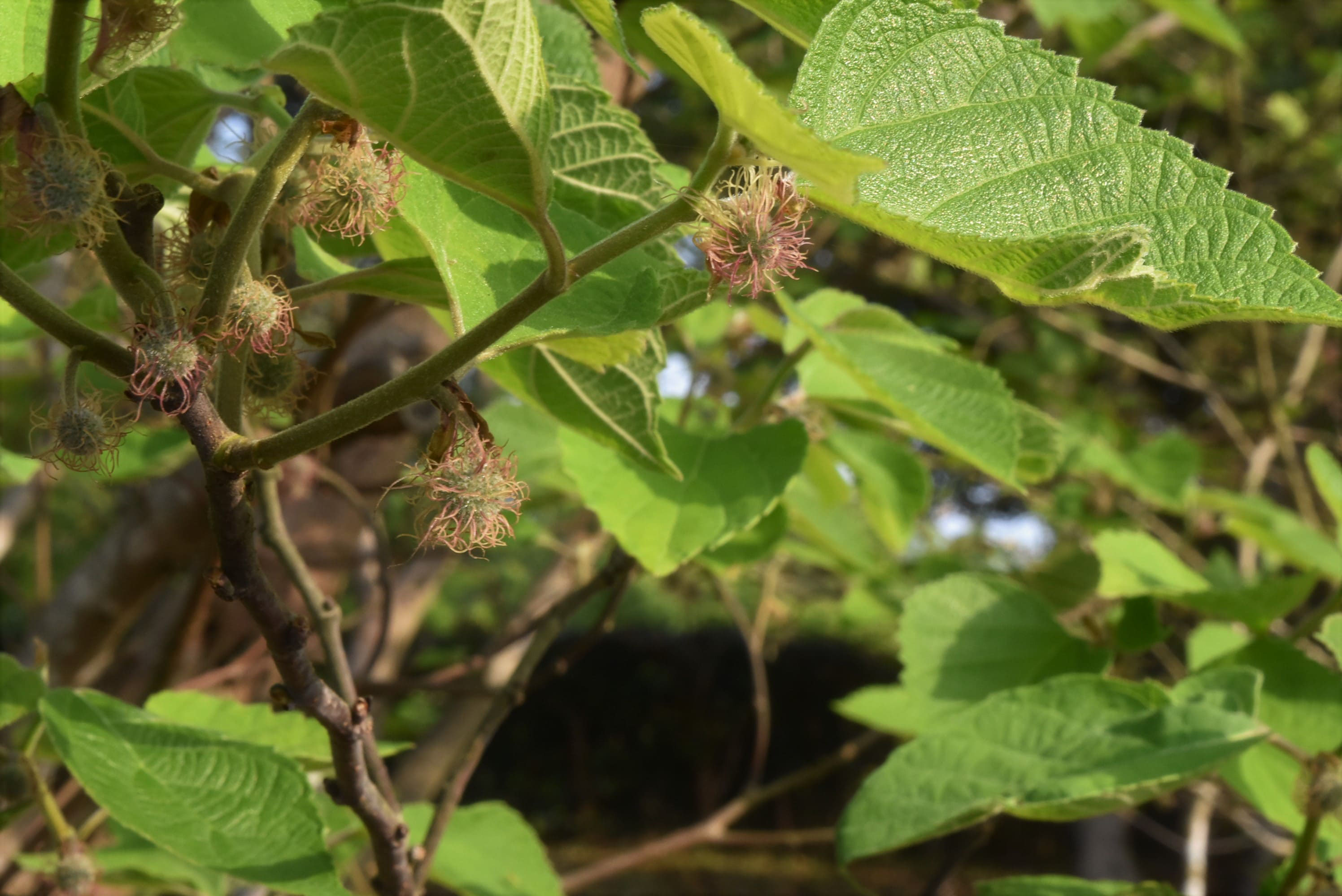 ヒメコウゾ 庭木図鑑 植木ペディア