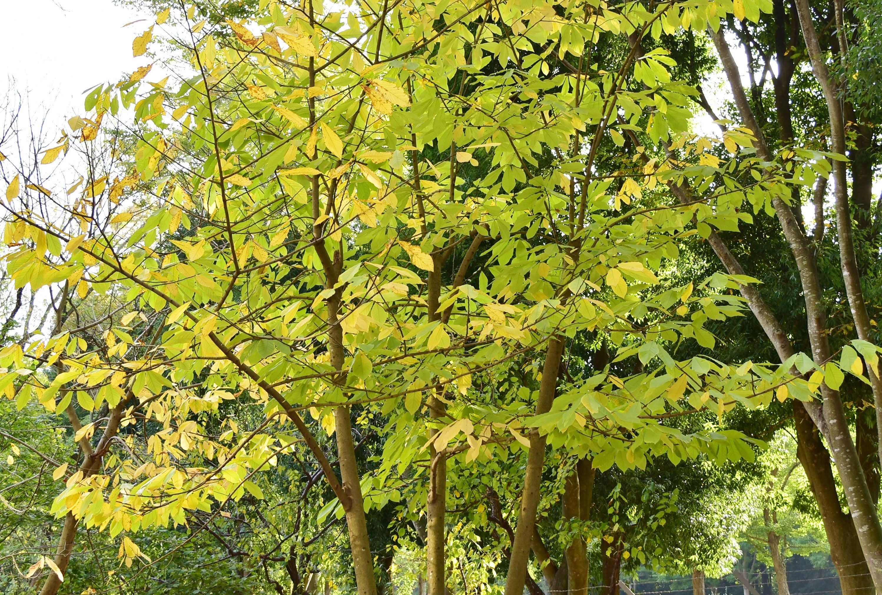 ポポー 庭木図鑑 植木ペディア