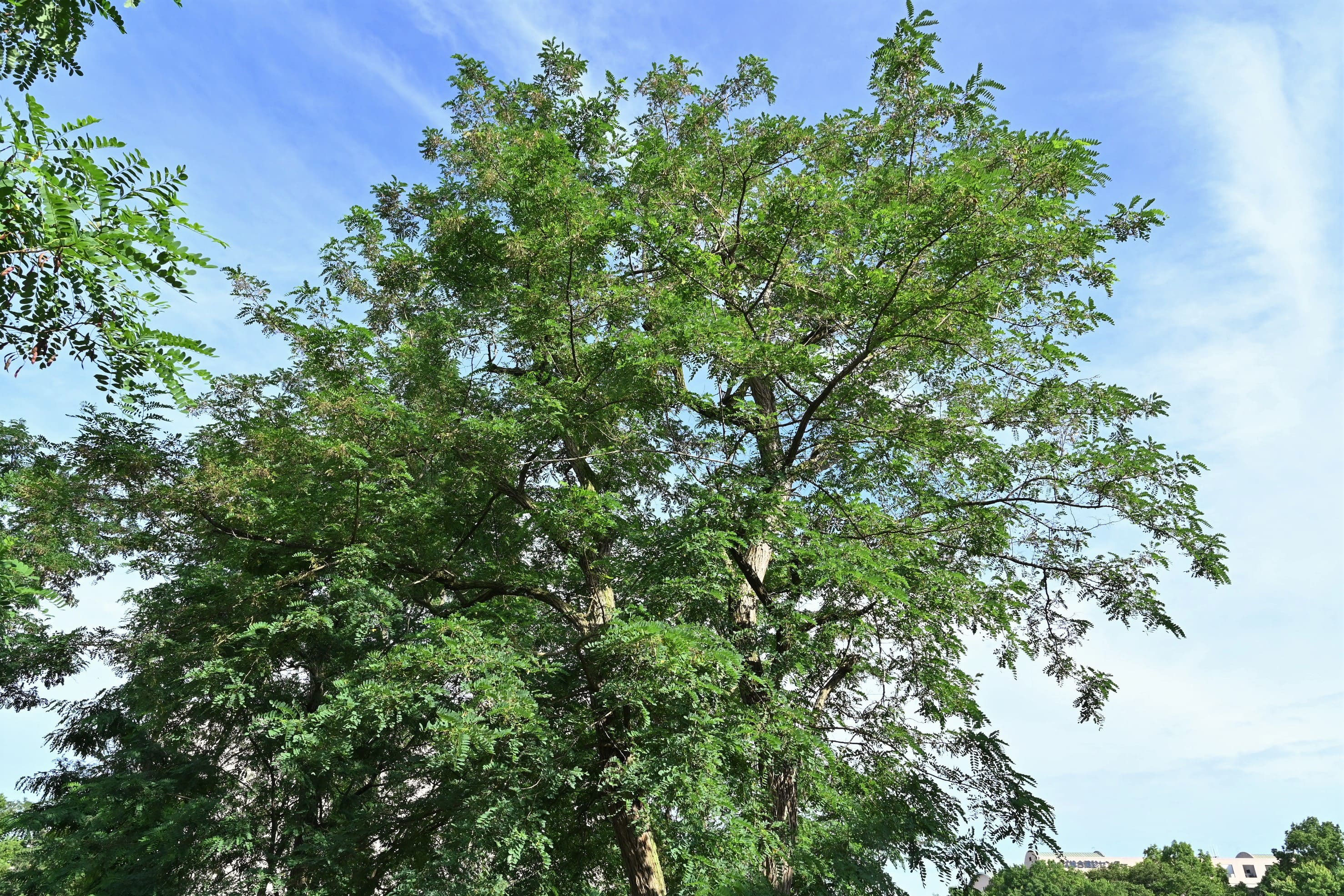ニセアカシア 庭木図鑑 植木ペディア ニセアカシア 庭木図鑑 植木ペディア