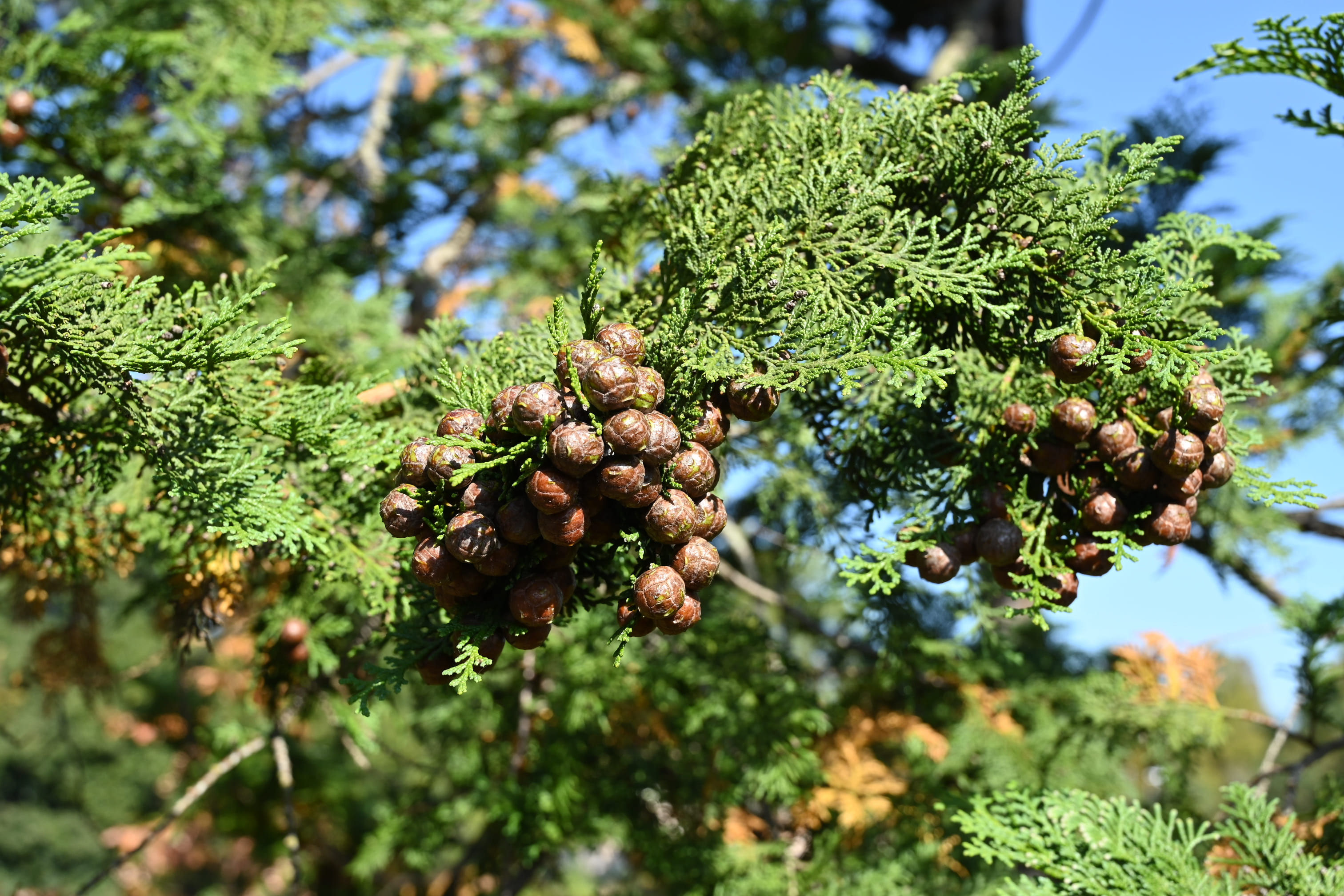 サワラ 花柏 庭木図鑑 植木ペディア