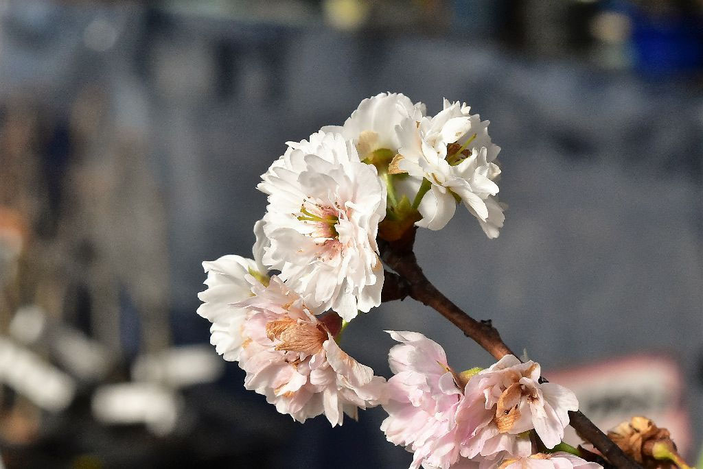 ジュウガツザクラ（十月桜） - 庭木図鑑 植木ペディア