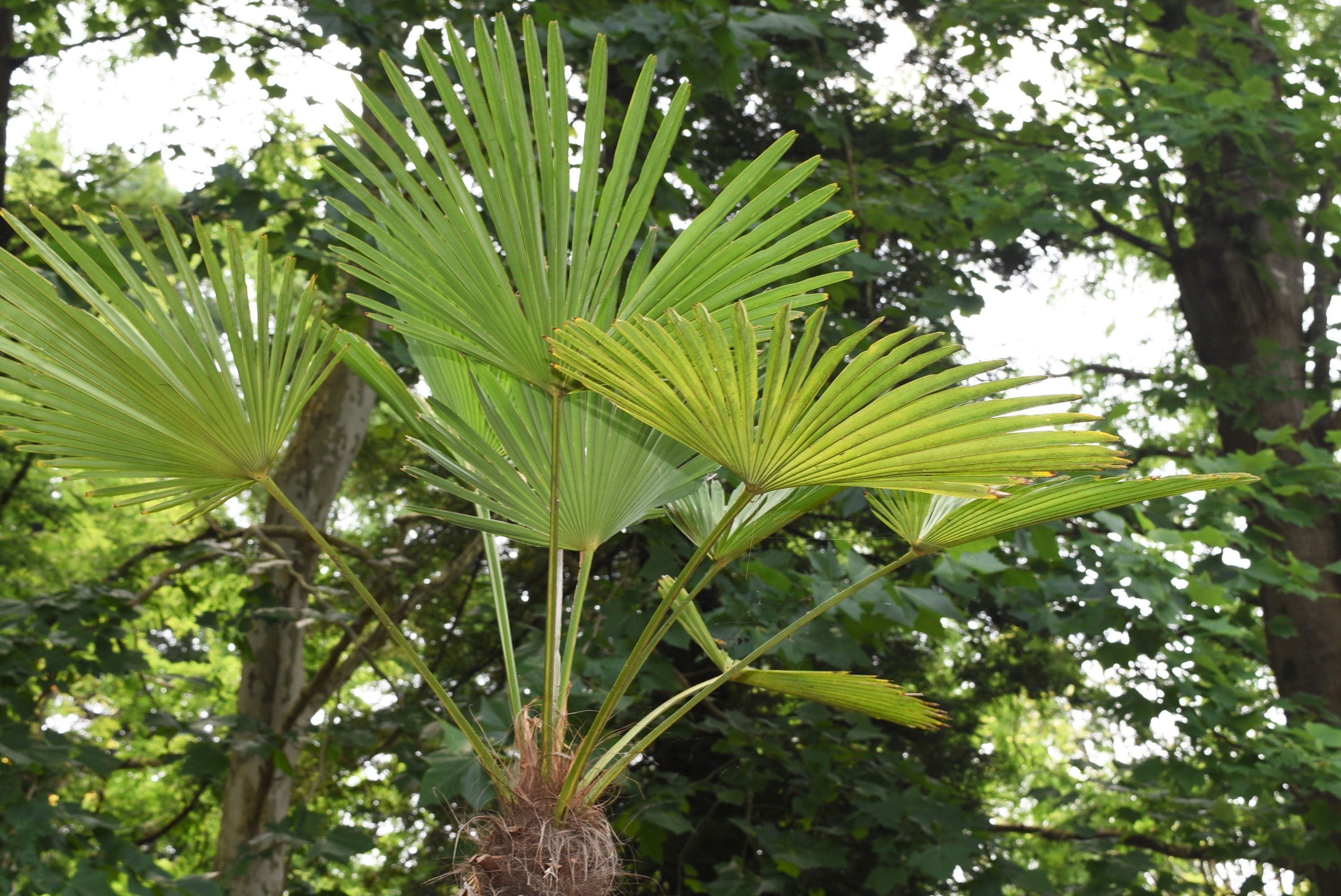シュロ しゅろ 棕櫚 庭木図鑑 植木ペディア