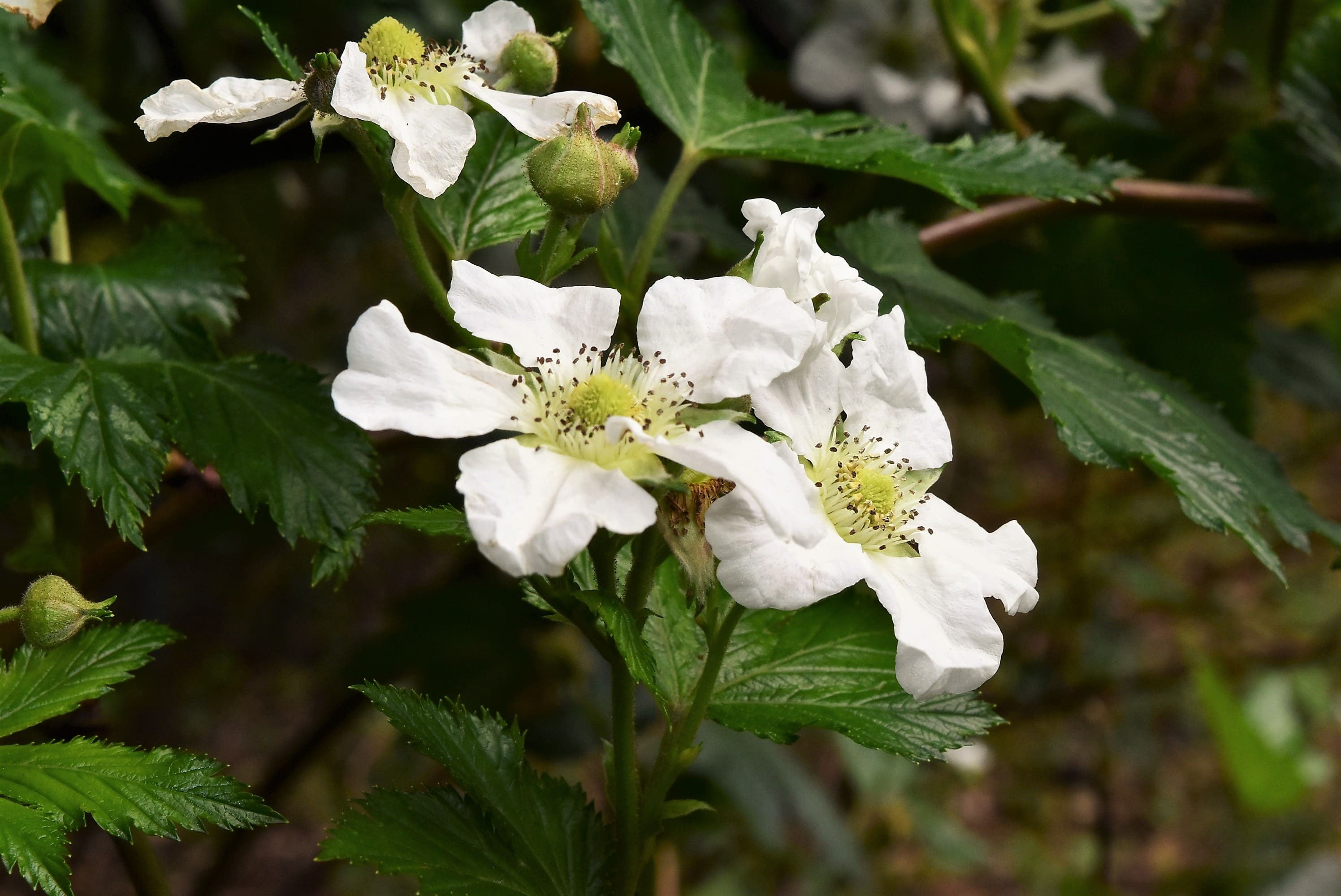 カジイチゴ／かじいちご／梶苺 - 庭木図鑑 植木ペディア