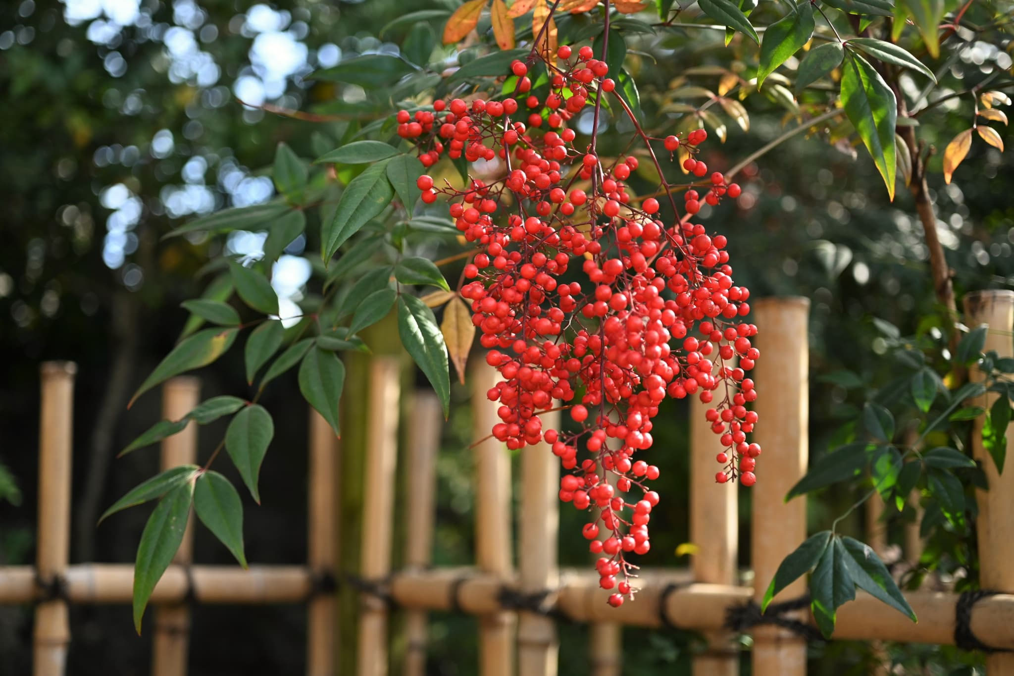⑨☆赤い実がなる☆容姿が良くて立派に育った☆南天☆難を転ずる縁起の良い常緑低木☆ 南天（ナンテン）とは？縁起物として愛される赤い実が魅力の常緑低木