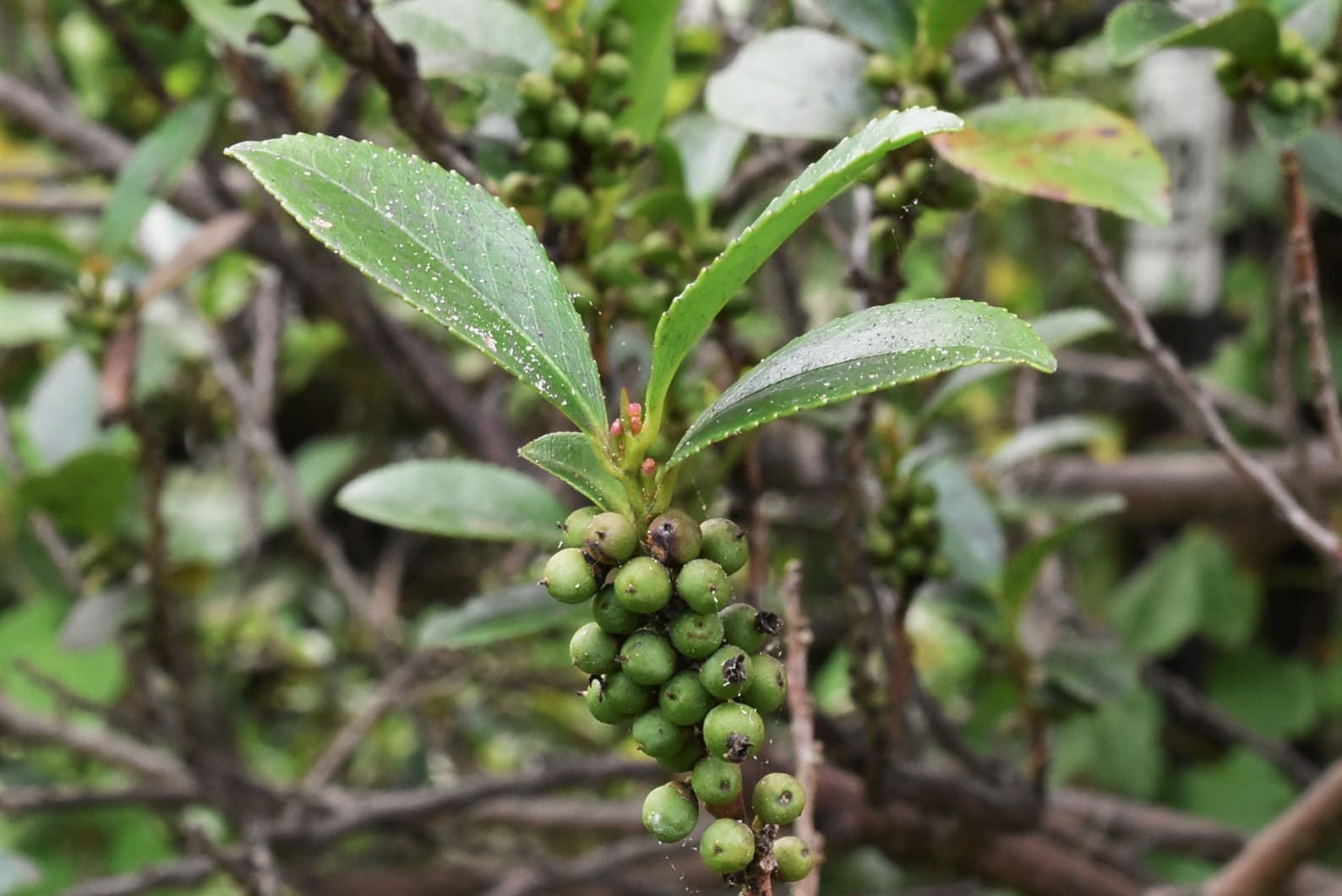ヒサカキ（姫榊） - 庭木図鑑 植木ペディア