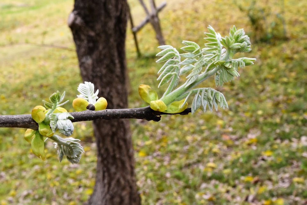 イヌエンジュ 苗木 紅葉樹 落葉樹 新芽 緑と白の葉 大小セット