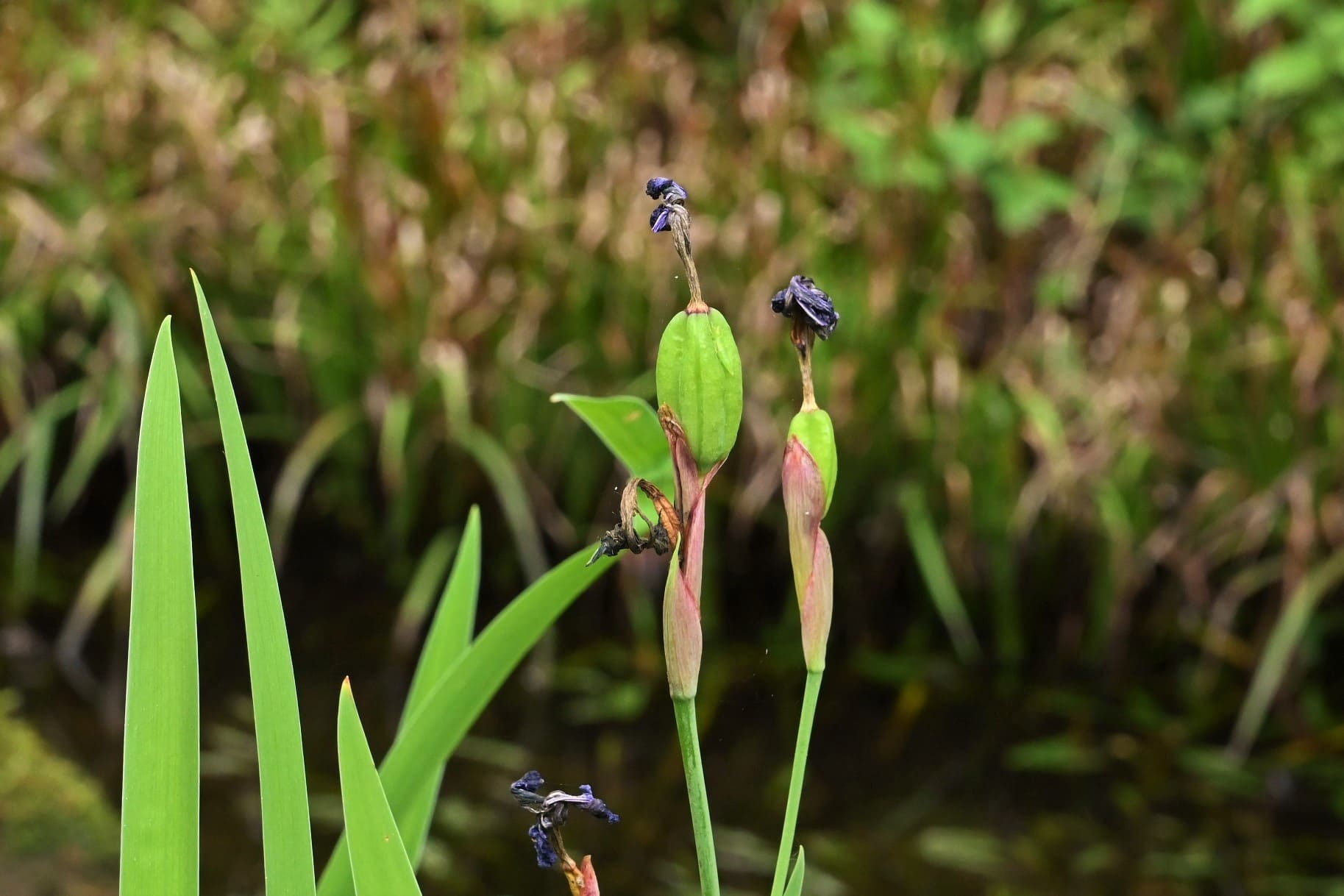 日本の水草 希少種 キリガミネヒオウギアヤメ 1株 日本の水草 希少種