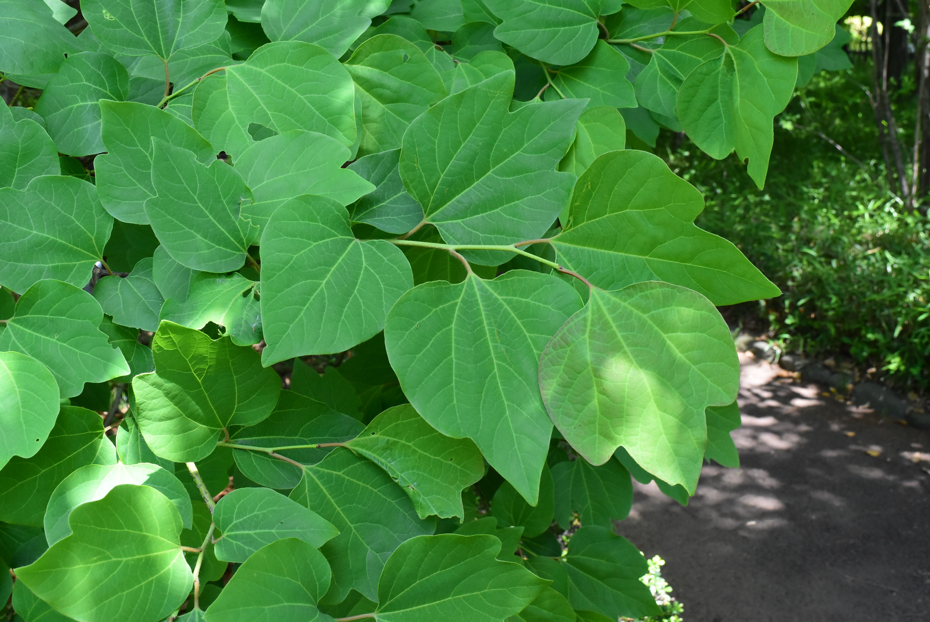 ダンコウバイ 壇香梅 庭木図鑑 植木ペディア
