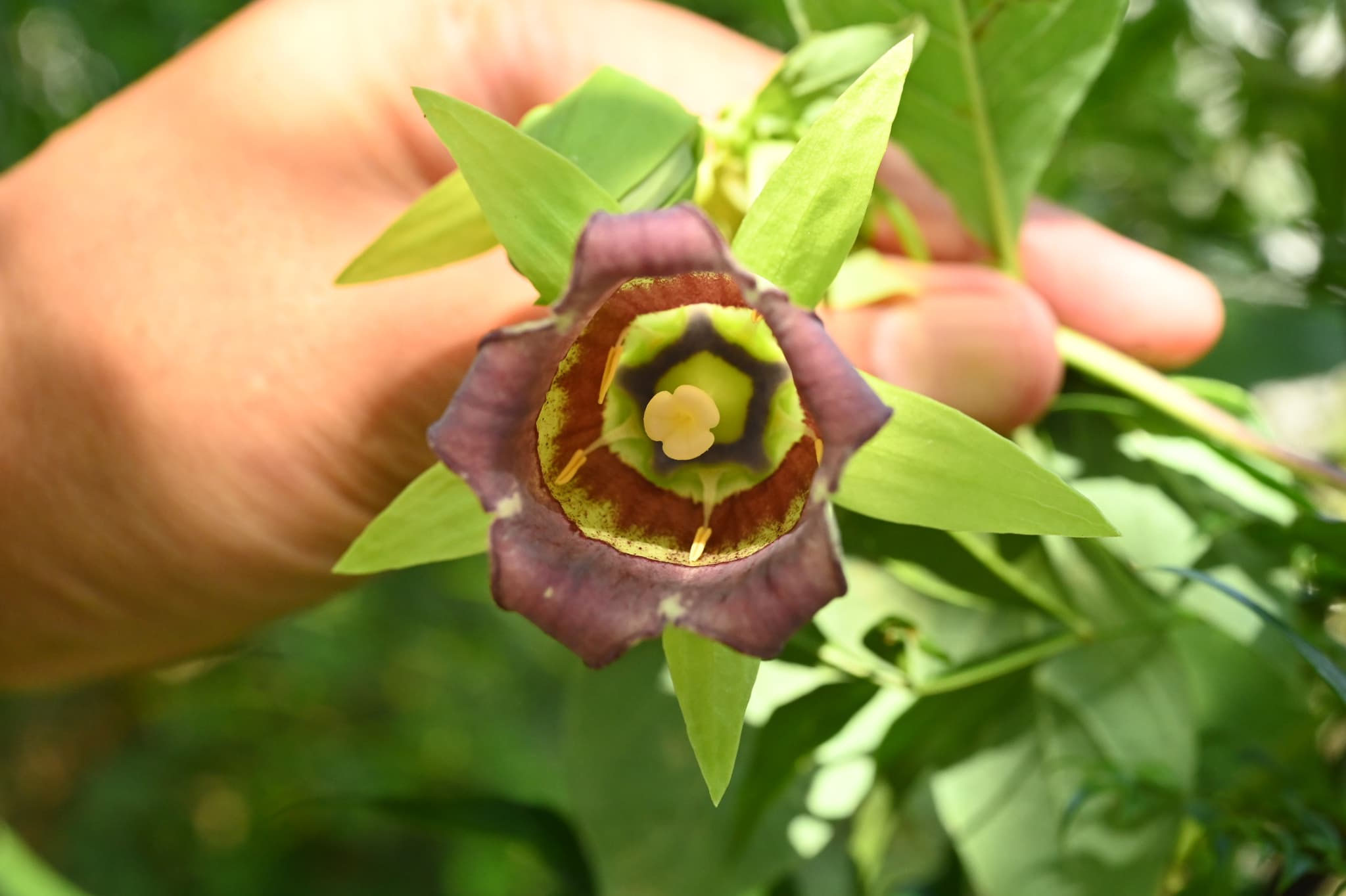 大阪府生駒山系信貴山で採取した天然物ツルニンジン酒2本で2400mm入りですm