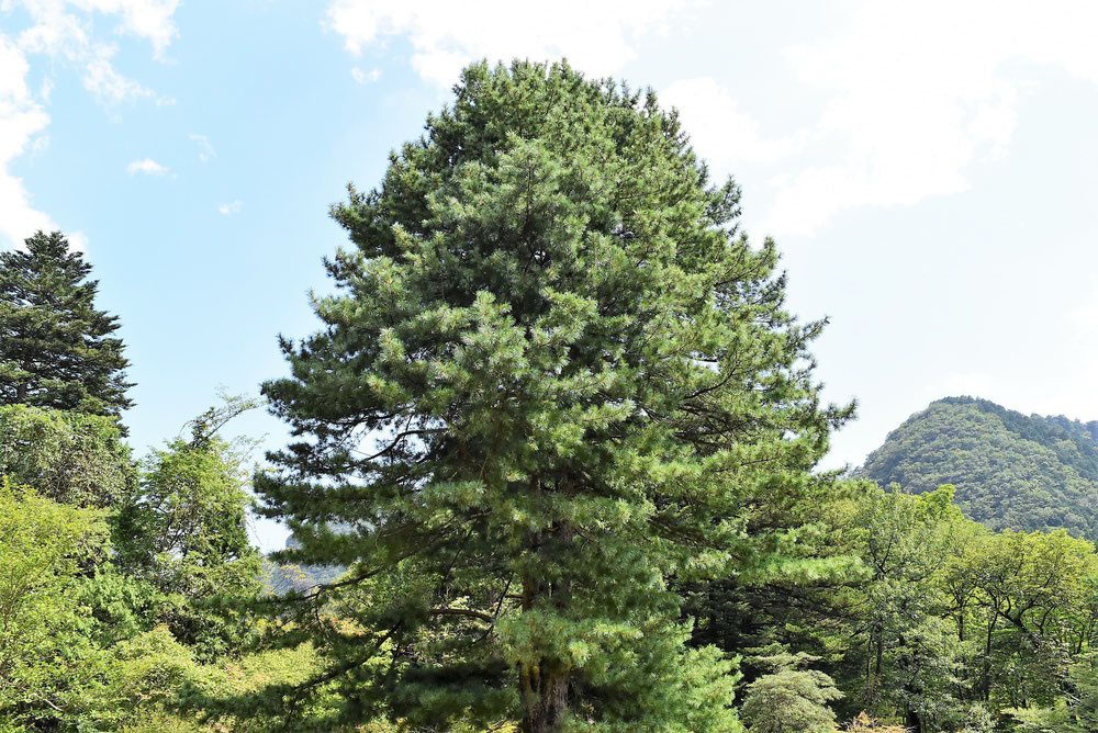 チョウセンゴヨウ（朝鮮五葉） - 庭木図鑑 植木ペディア