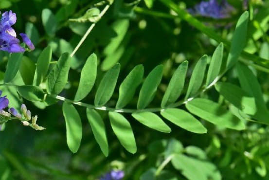 クサフジ くさふじ 草藤 庭木図鑑 植木ペディア
