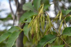 アオダモ - 庭木図鑑 植木ペディア