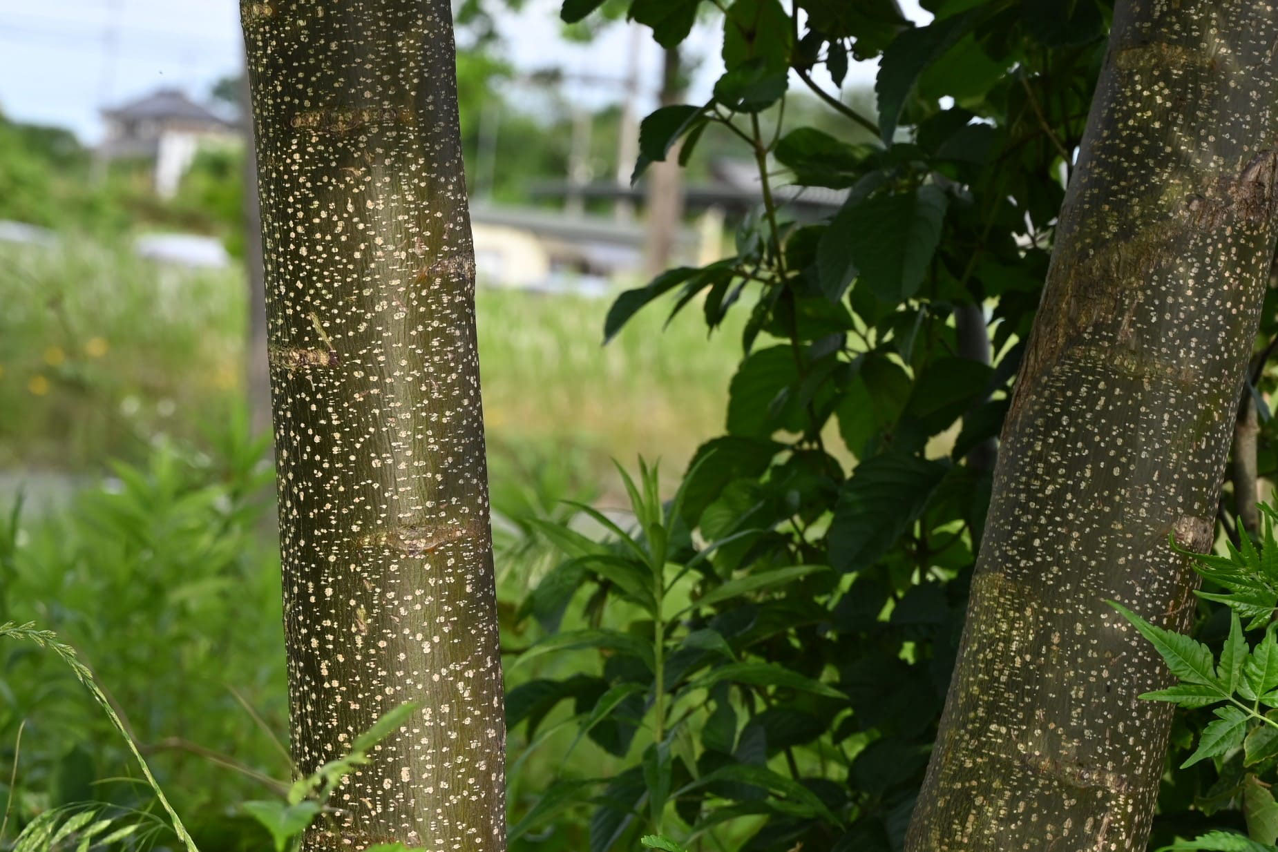 センダン 栴檀 庭木図鑑 植木ペディア