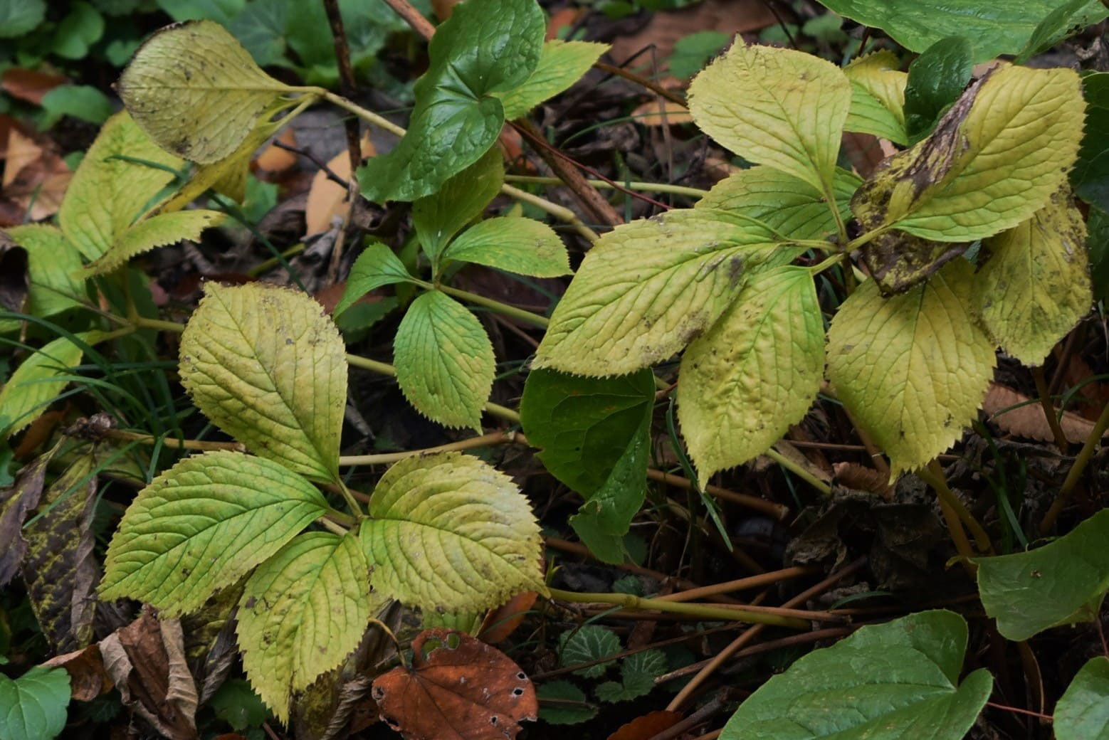 ヒトリシズカ ひとりしずか 一人静 庭木図鑑 植木ペディア ヒトリシズカ ひとりしずか 一人静 庭木図鑑 植木ペディア
