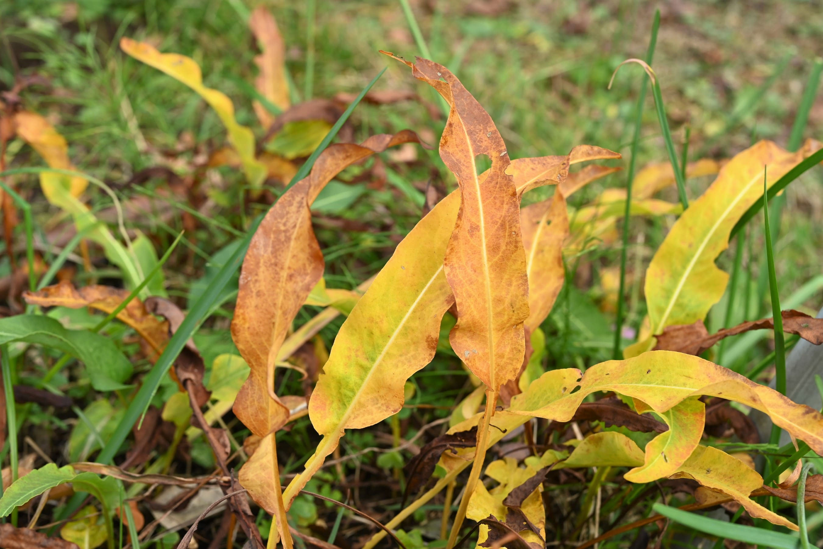 イブキトラノオ いぶきとらのお 伊吹虎尾 庭木図鑑 植木ペディア