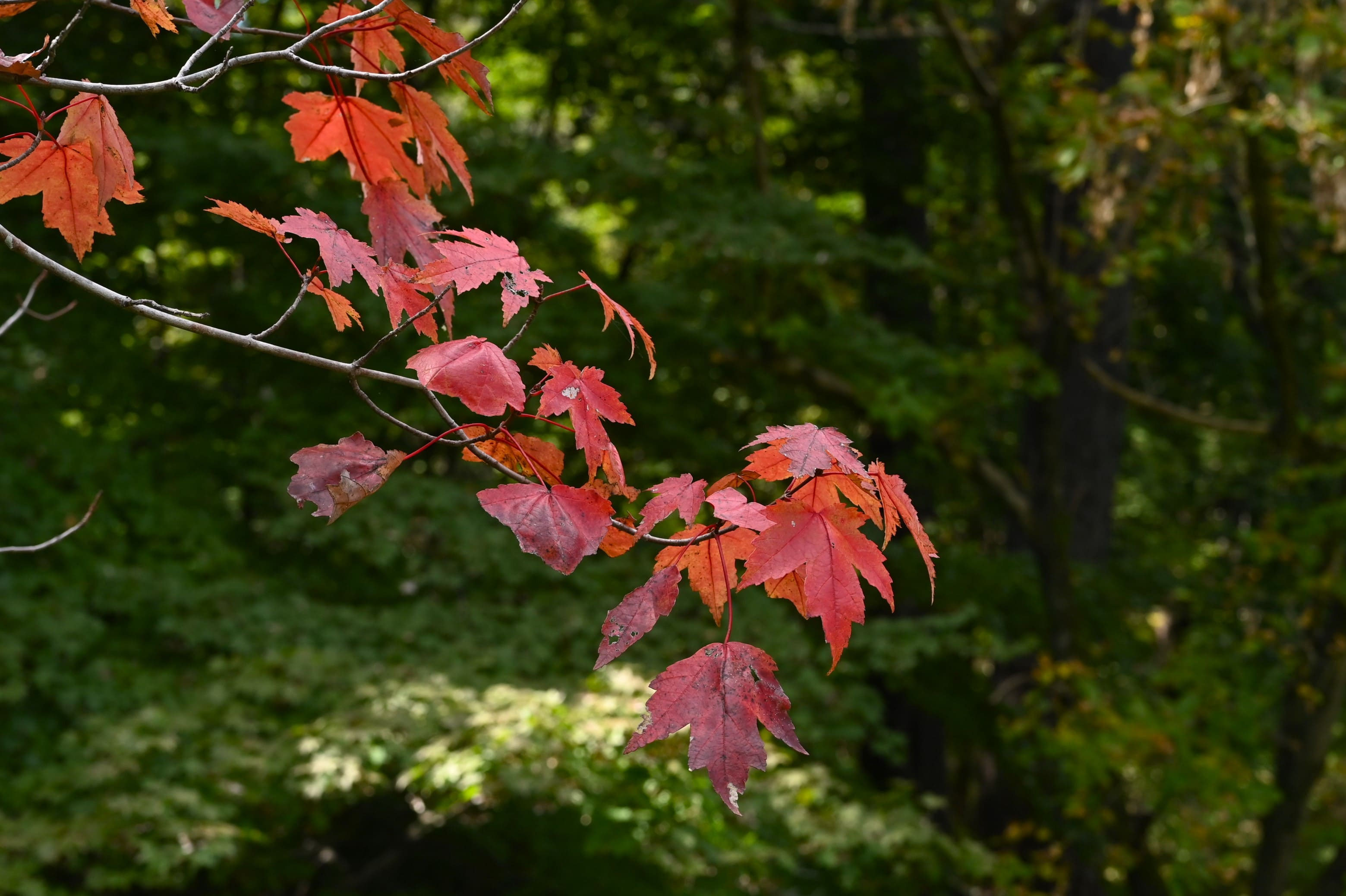 コハウチワカエデ ヤマザクラ 混合株 2025年最新】コハウチワカエデの