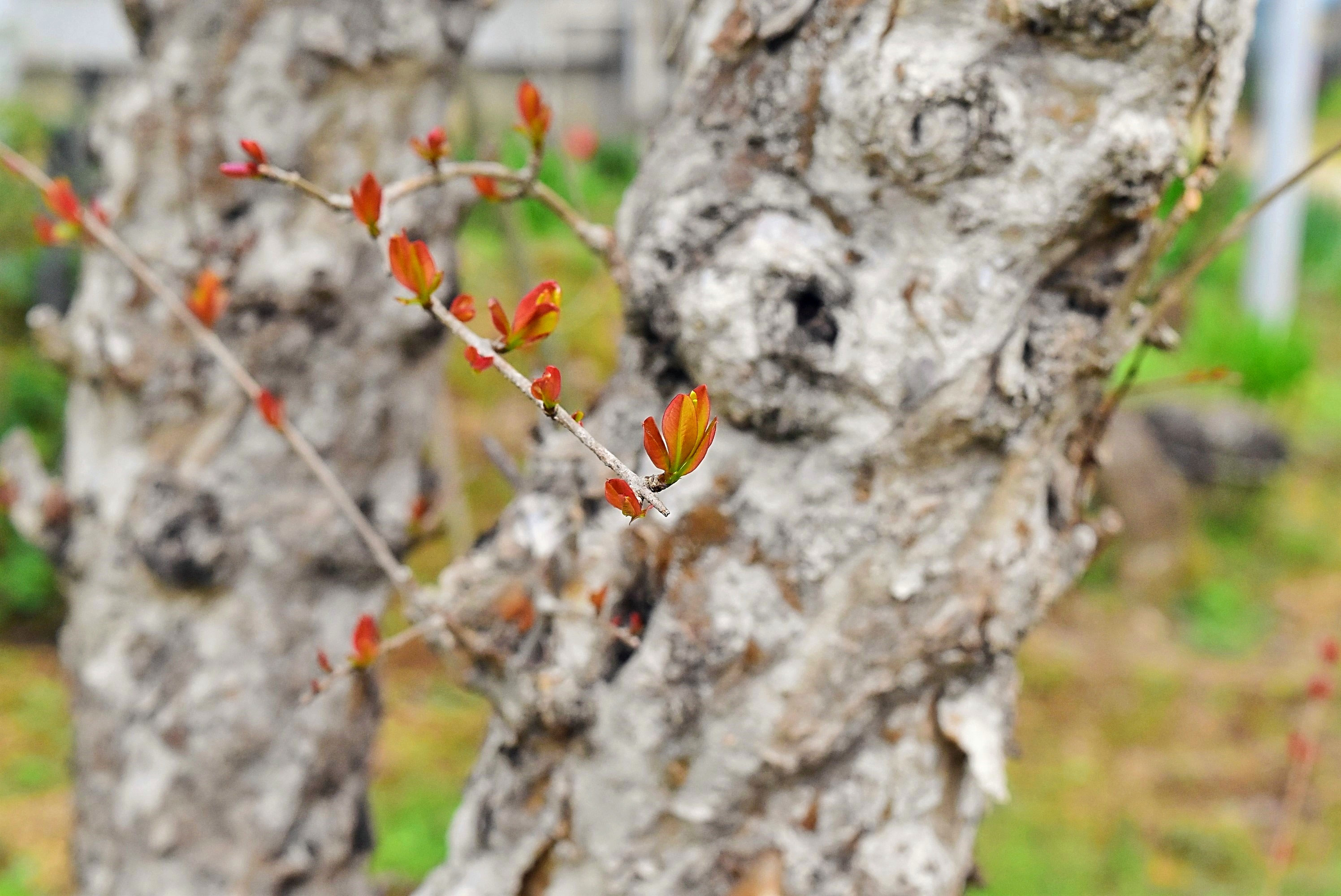 ザクロの木 古木