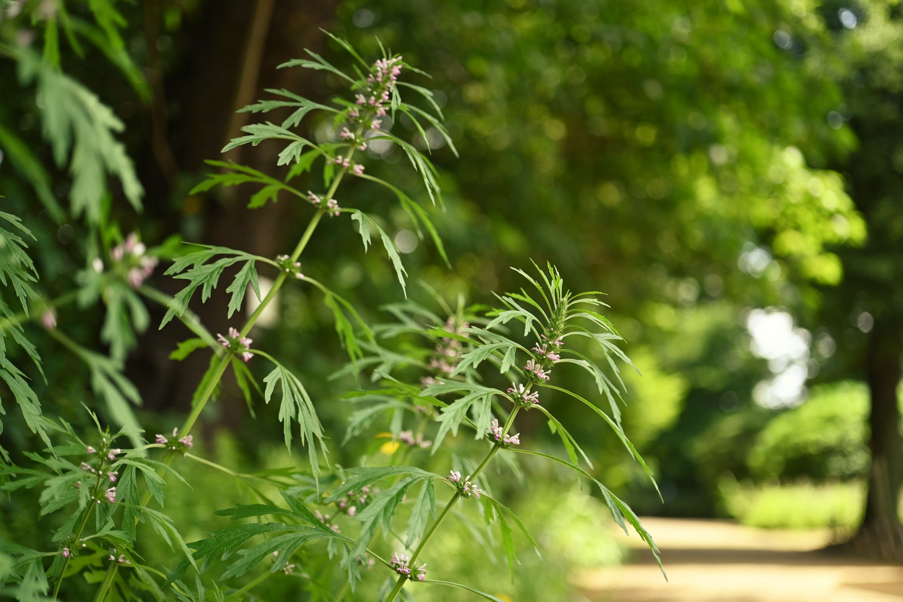 オトコヨウゾメ 150センチ 【公式通販】