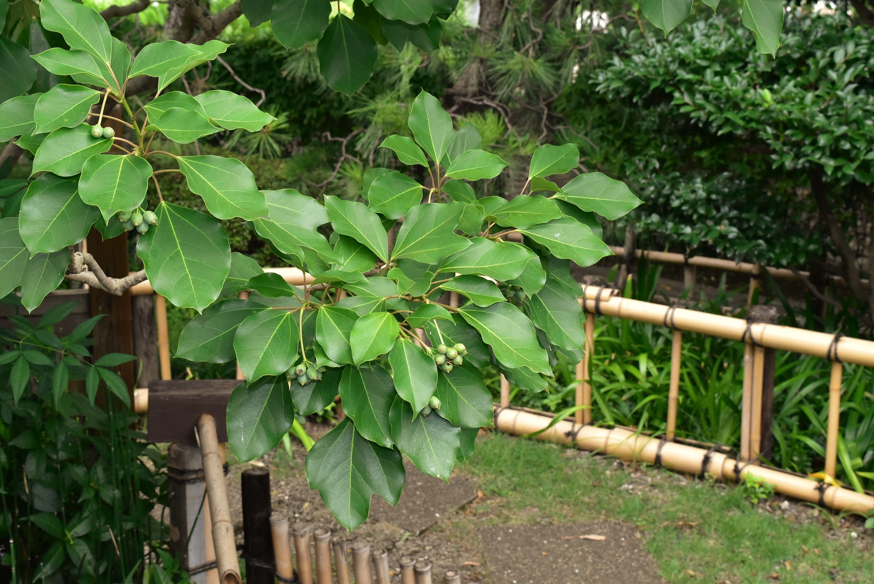カクレミノ 隠れ蓑 庭木図鑑 植木ペディア カクレミノ 隠れ蓑 庭木図鑑 植木ペディア
