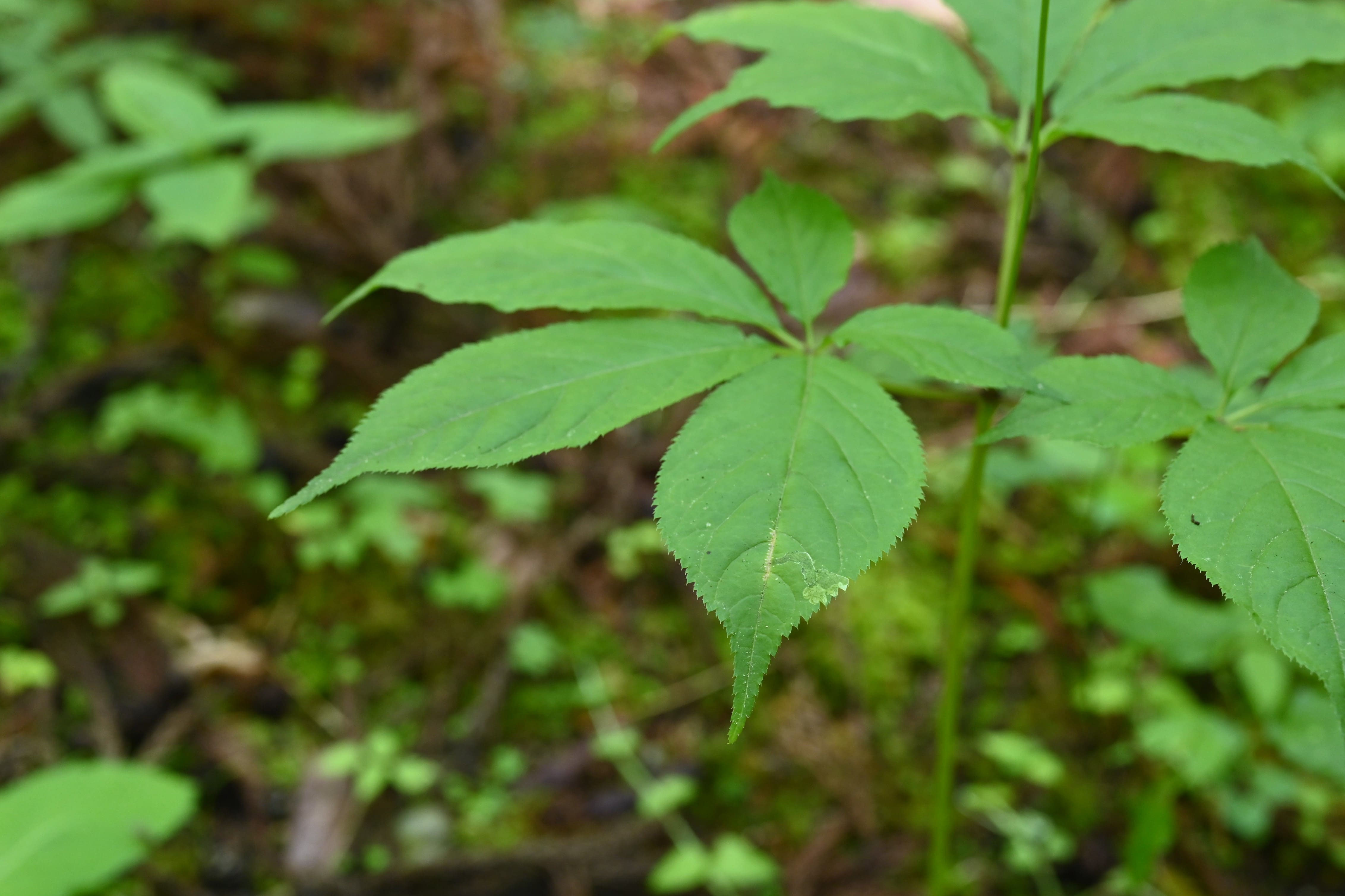 トチバニンジン／とちばにんじん／栃葉人参 - 庭木図鑑 植木ペディア