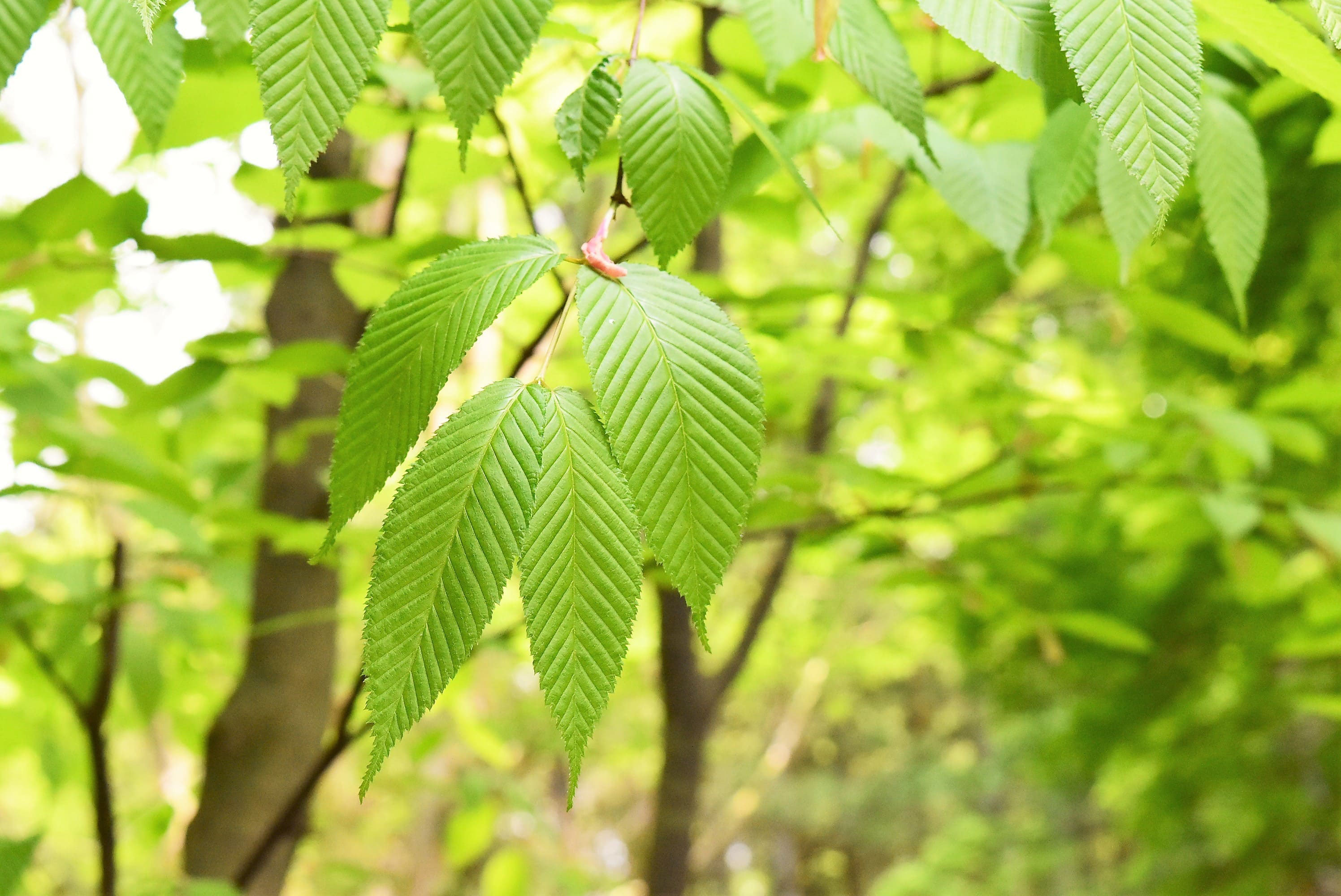 チドリノキ 千鳥の木 庭木図鑑 植木ペディア チドリノキ 千鳥の木 庭木図鑑 植木ペディア