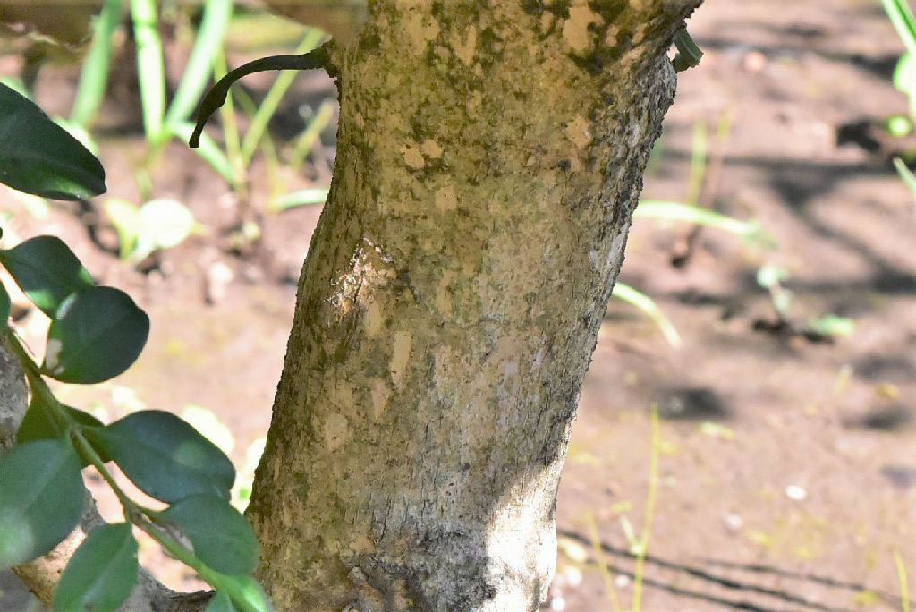 ツゲ 柘植 庭木図鑑 植木ペディア ツゲ 柘植 庭木図鑑 植木ペディア