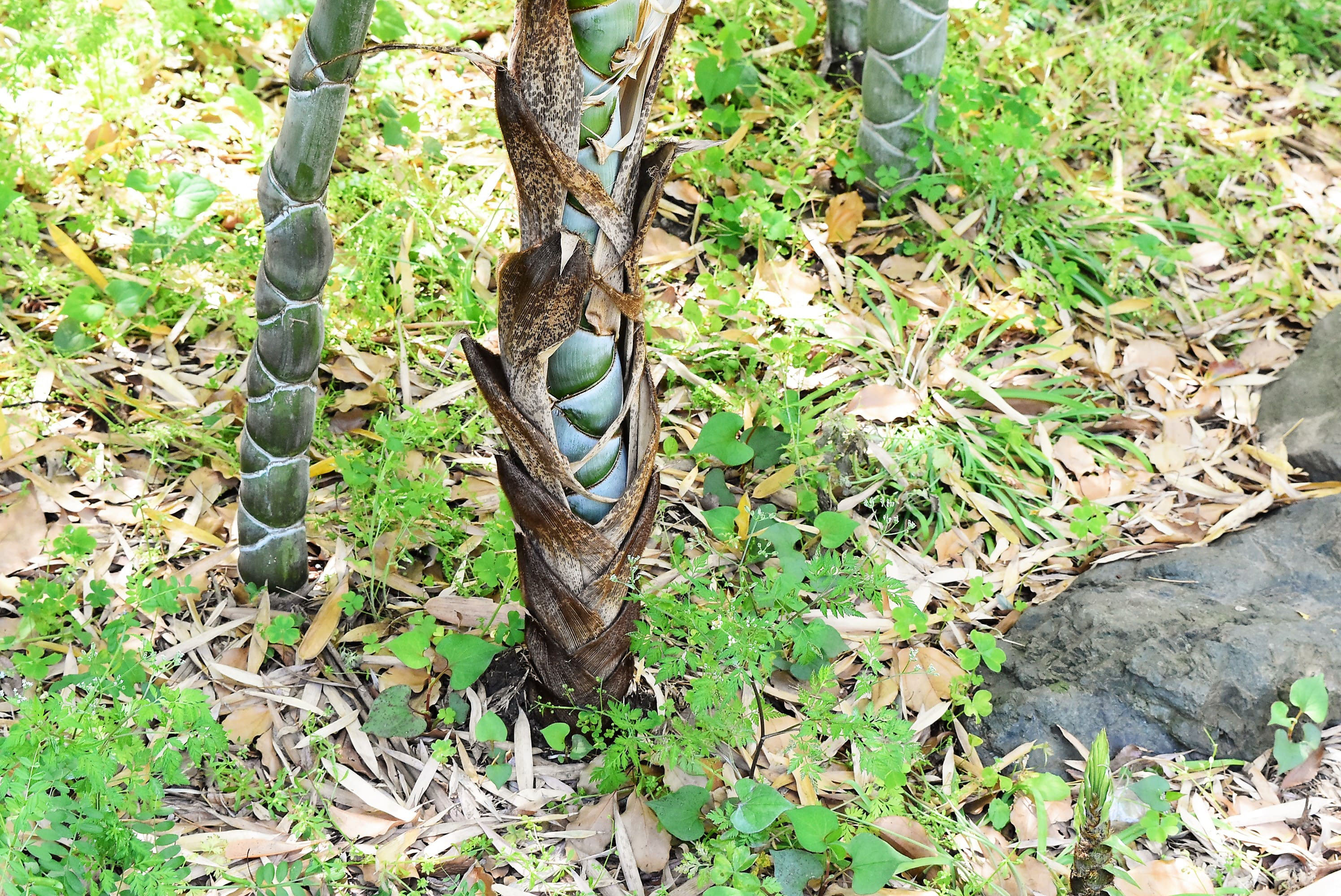 キッコウチク - 庭木図鑑 植木ペディア キッコウチク - 庭木図鑑 植木ペディア