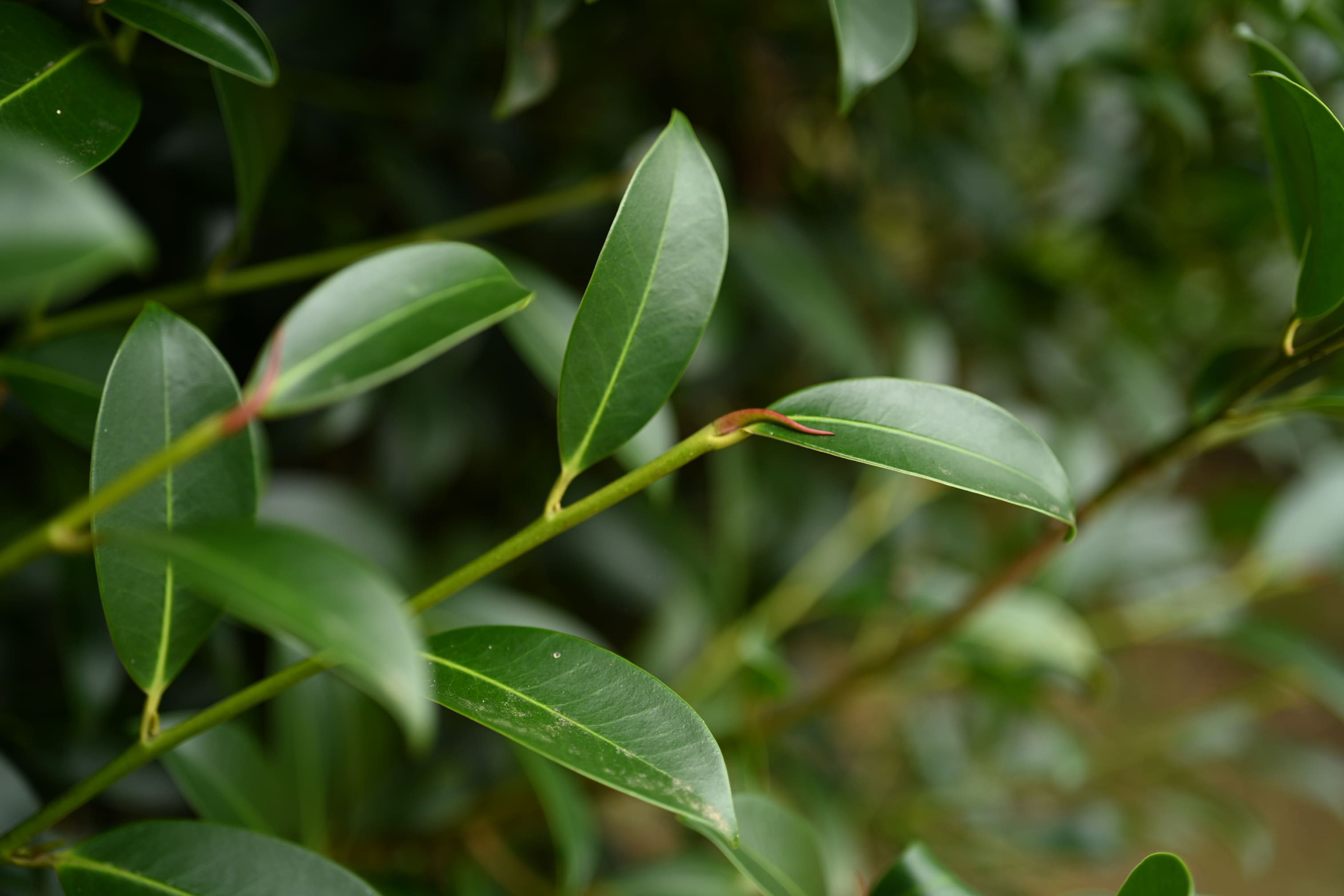 サカキ 榊 庭木図鑑 植木ペディア