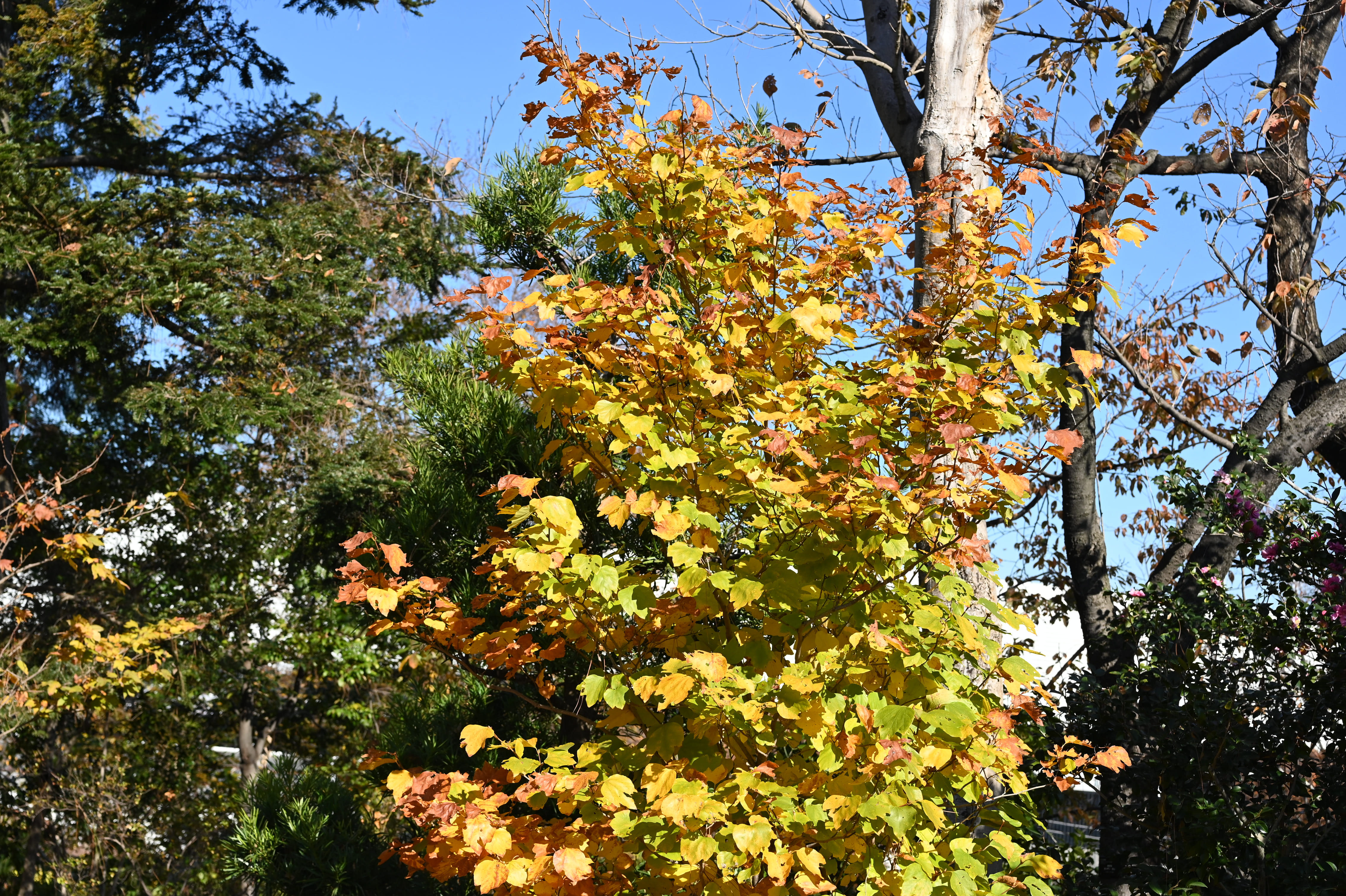 100cm大苗 鉢ごと ダンコウバイ 苗木 苗 檀香梅 庭木 黄色花 白檀の香