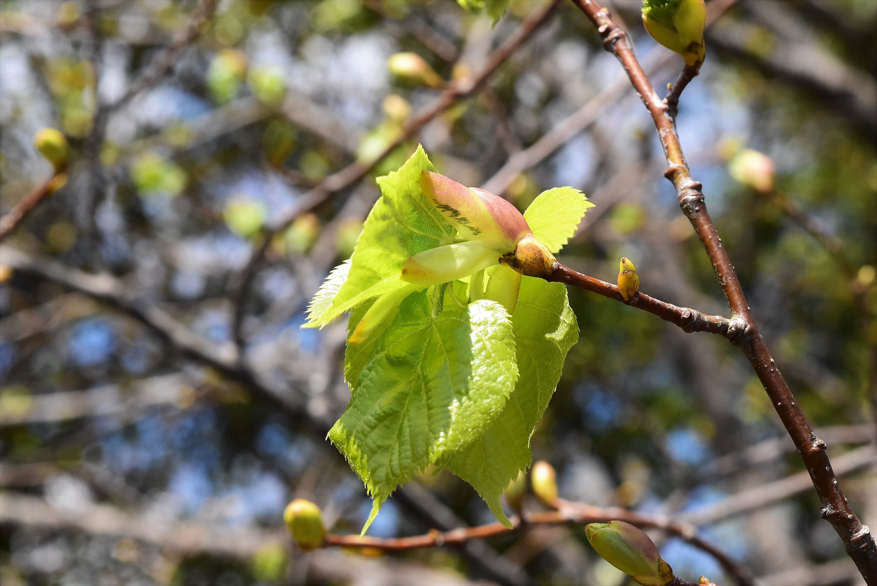 セイヨウボダイジュ 西洋菩提樹 庭木図鑑 植木ペディア