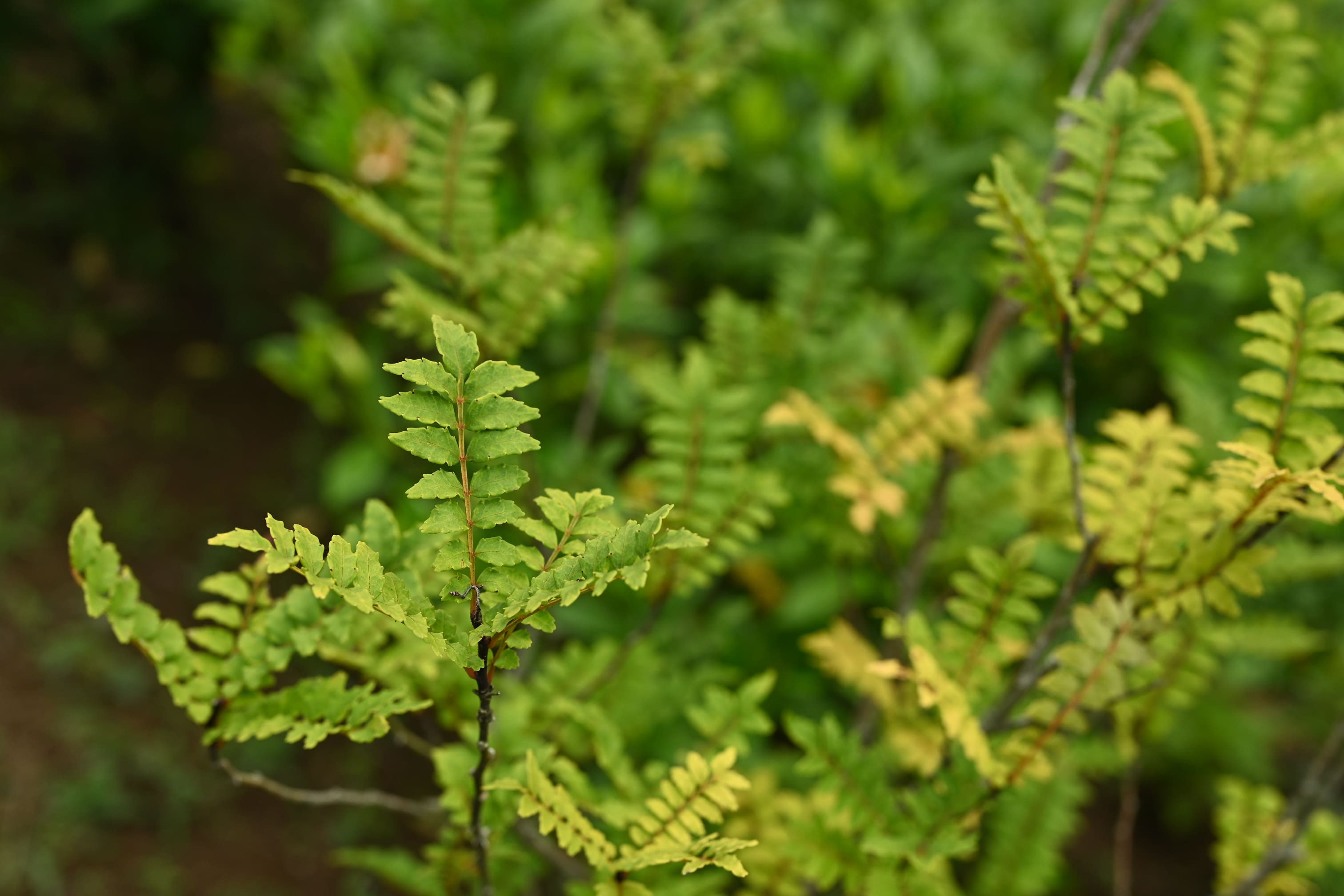 サンショウ 山椒 庭木図鑑 植木ペディア