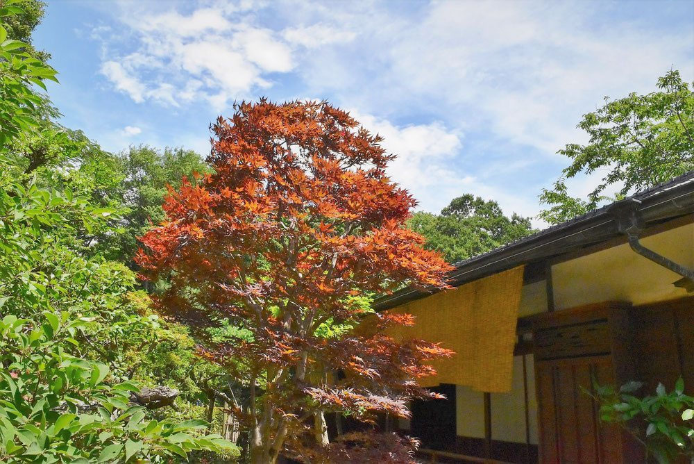 ノムラモミジ - 庭木図鑑 植木ペディア