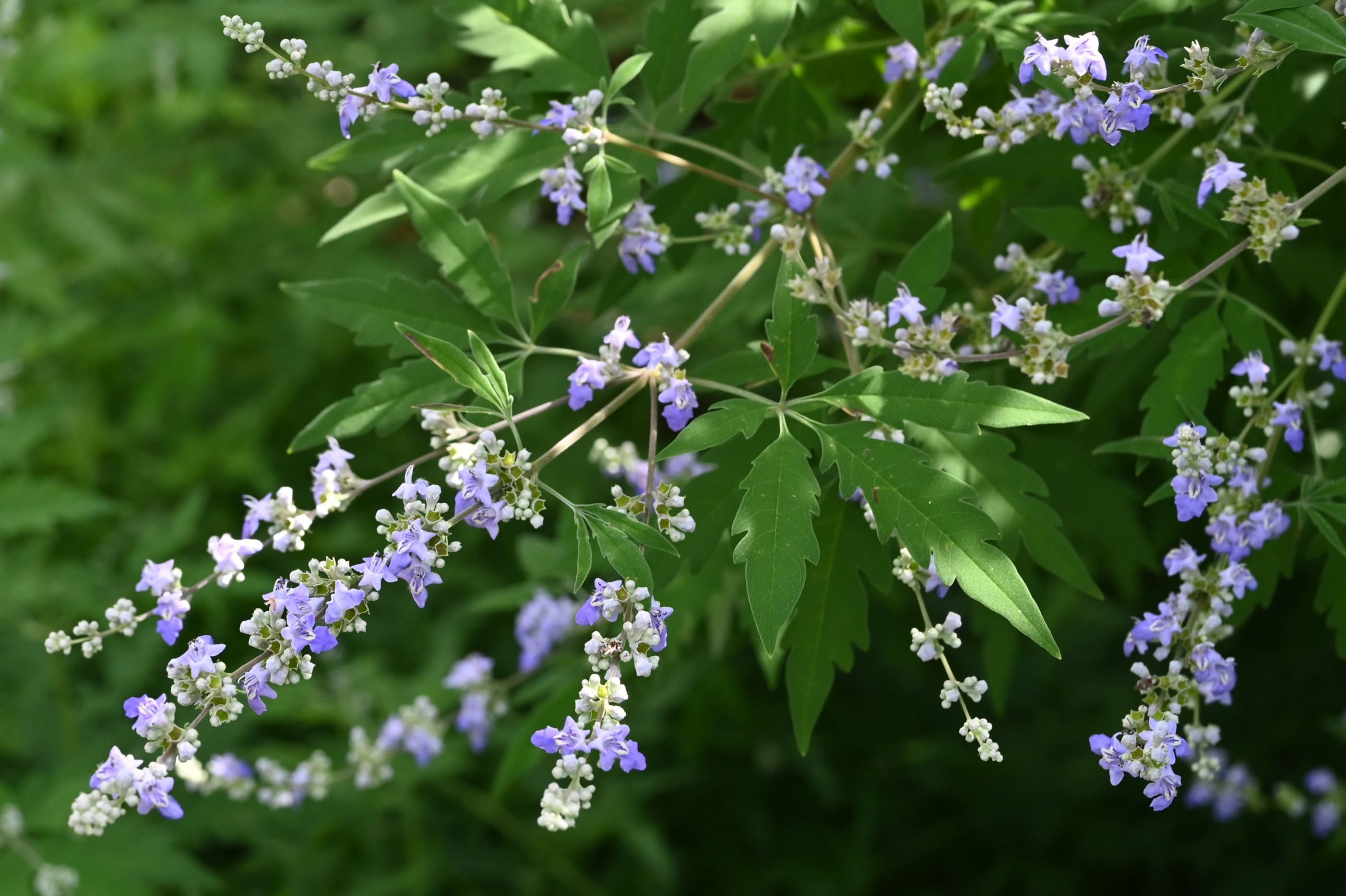 ニンジンボク／にんじんぼく／人参木 - 庭木図鑑 植木ペディア