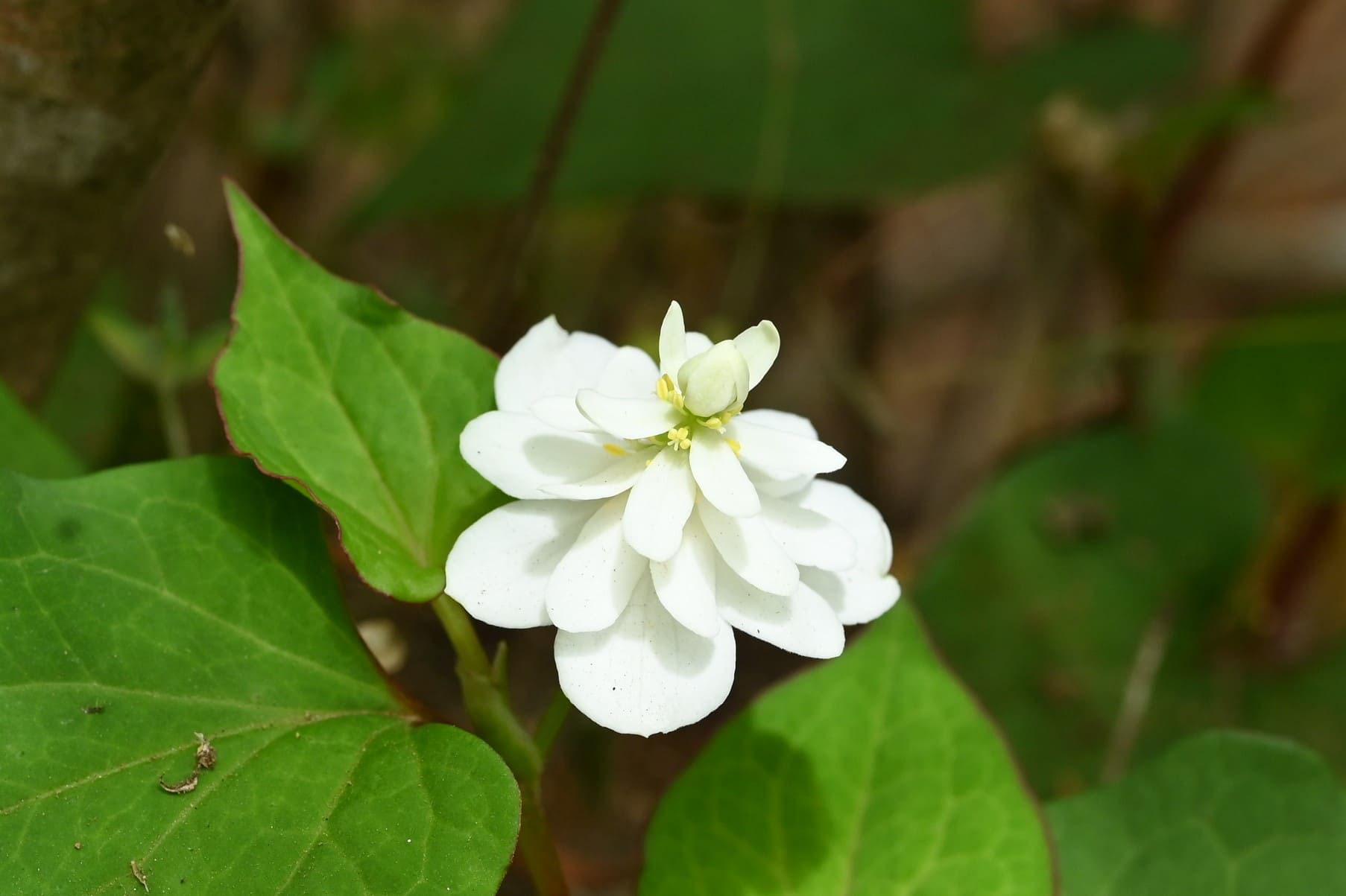 ドクダミ どくだみ 蕺菜 庭木図鑑 植木ペディア