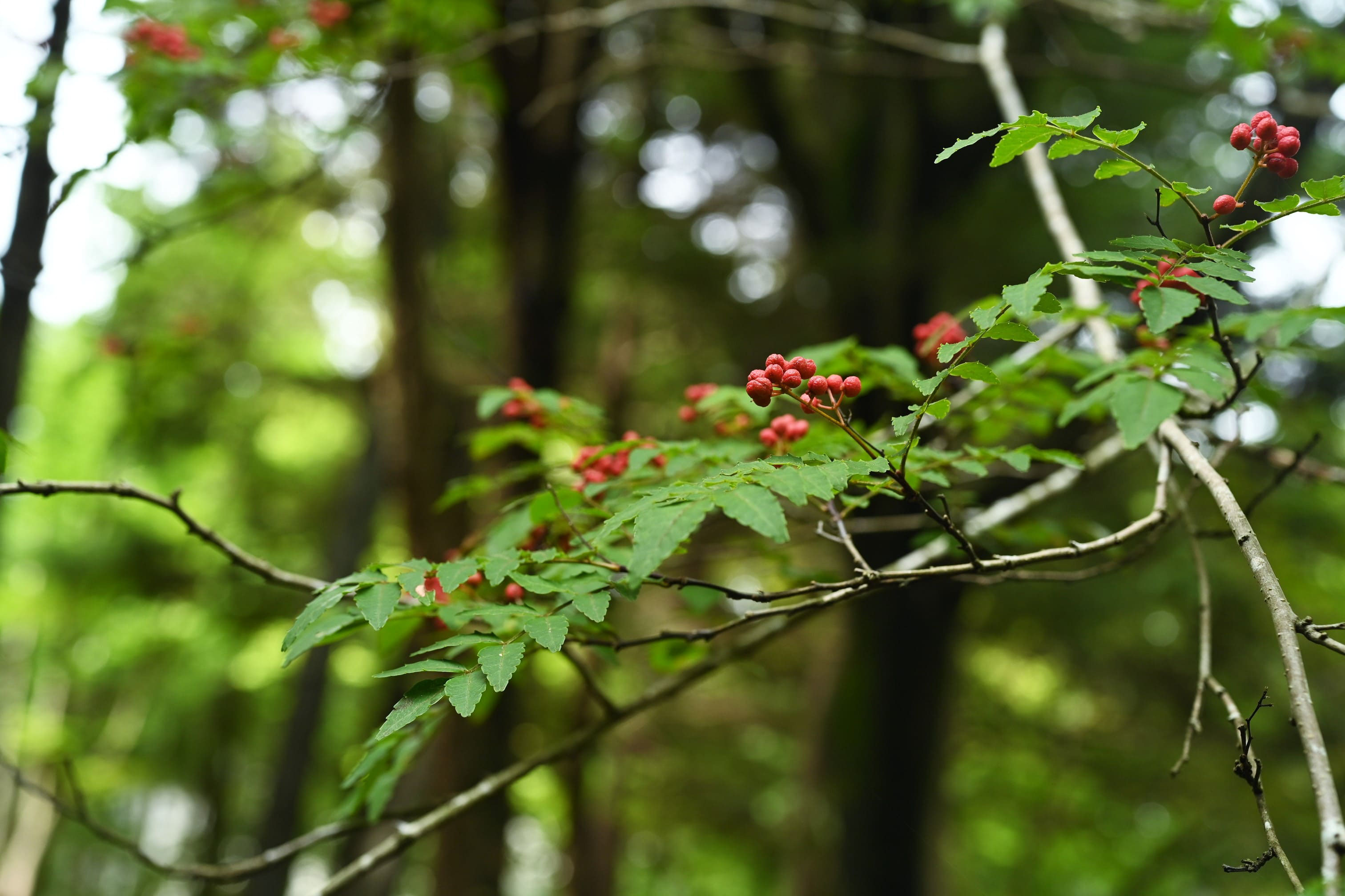サンショウ 山椒 庭木図鑑 植木ペディア