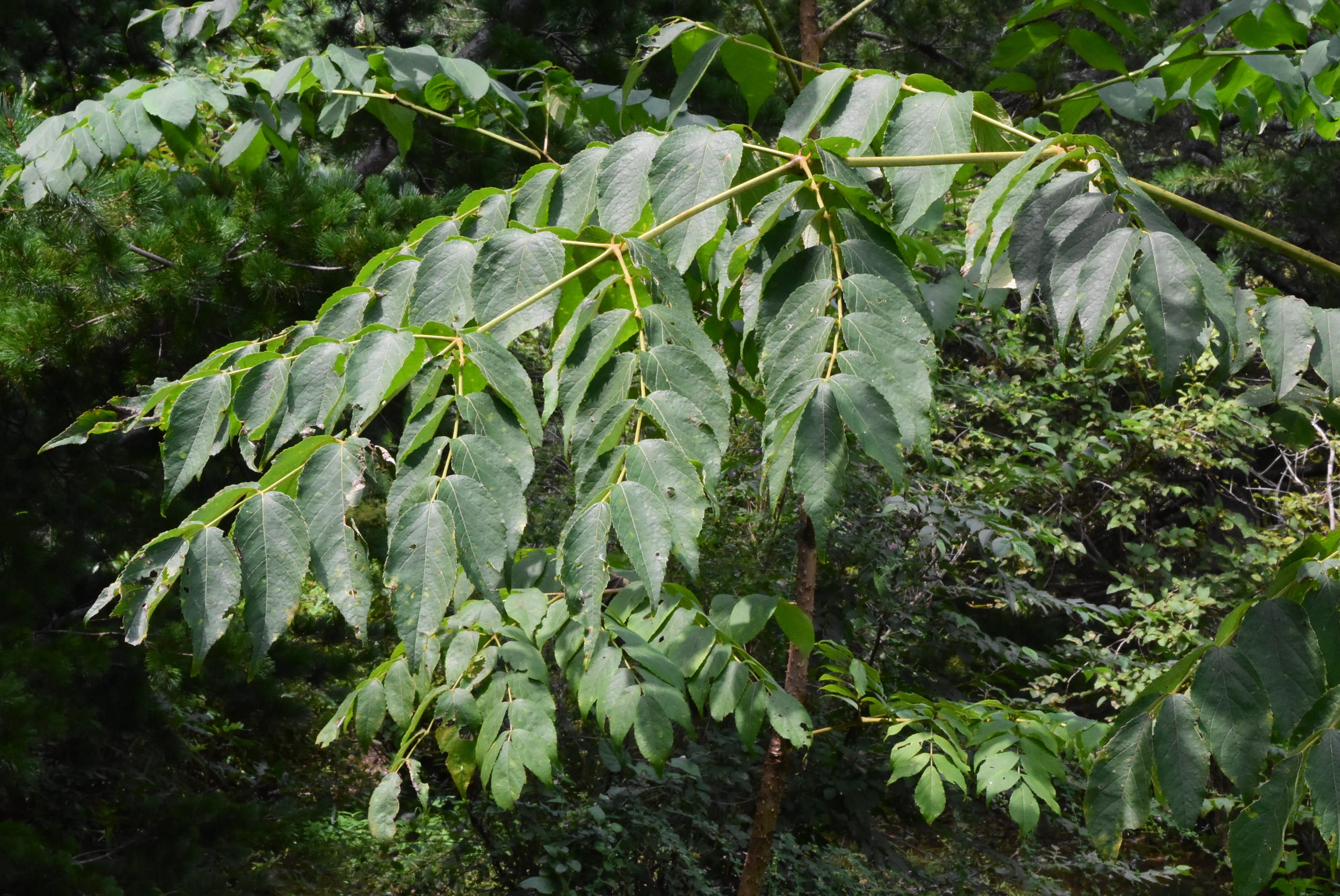 たらんぼの木 タラノキ - 庭木図鑑 植木ペディア