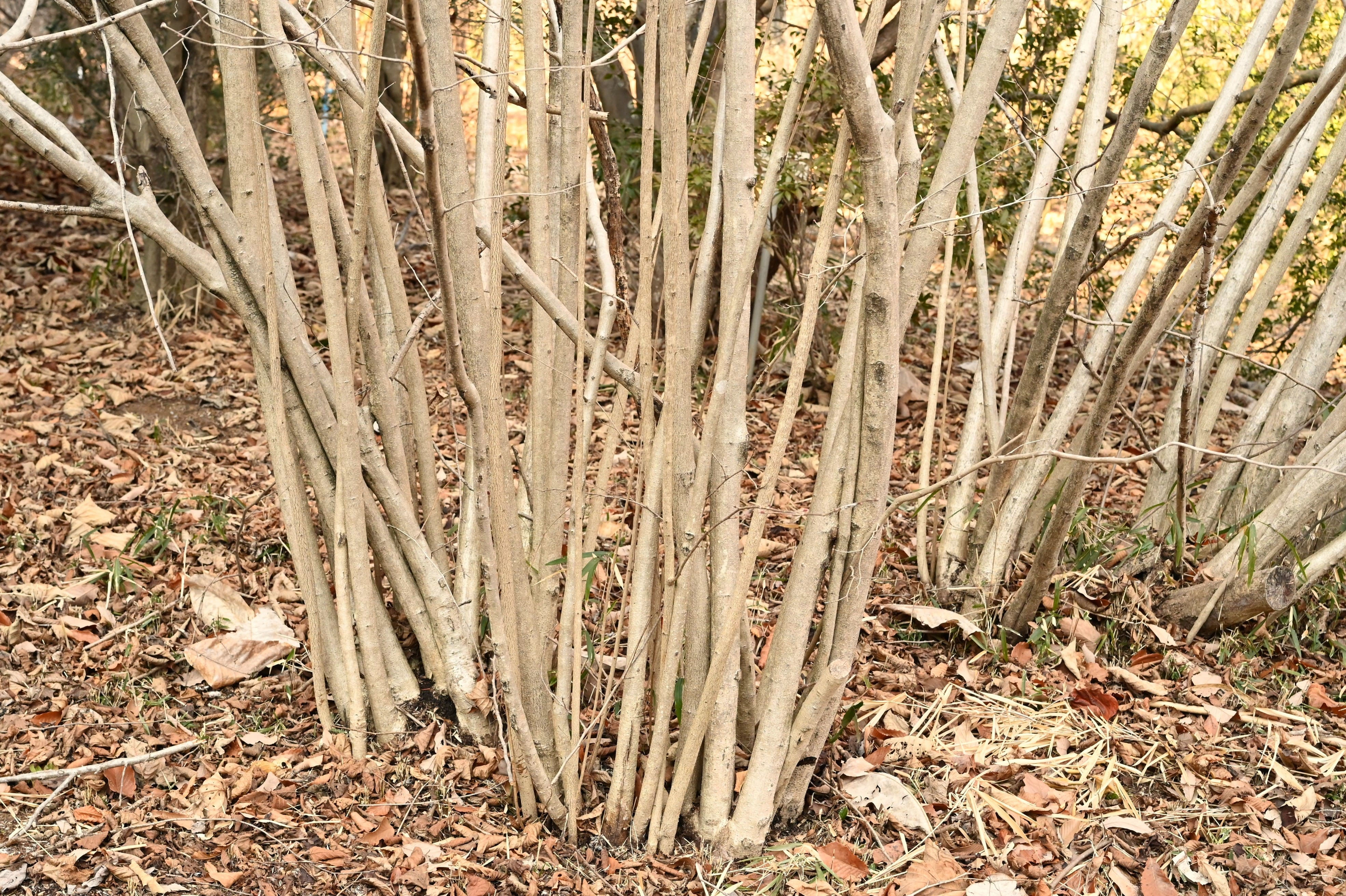 ツノハシバミ（角榛） - 庭木図鑑 植木ペディア