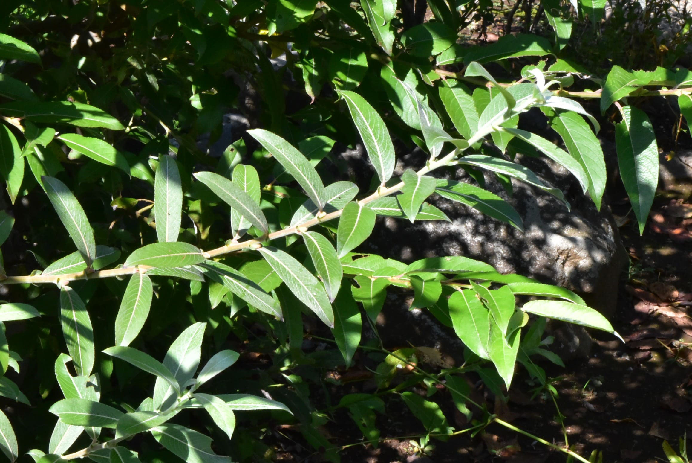 ネコヤナギ 庭木図鑑 植木ペディア