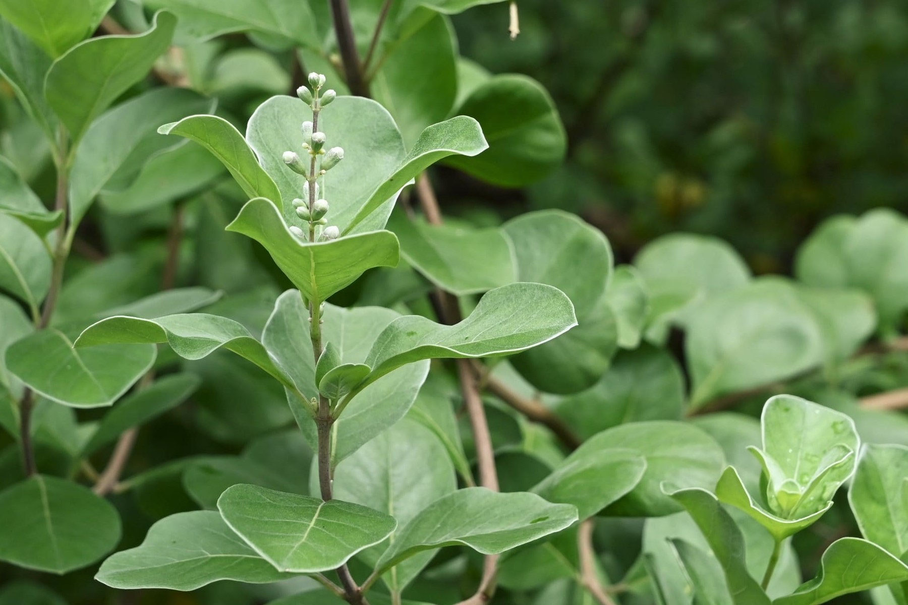 ハマゴウ 浜香 庭木図鑑 植木ペディア