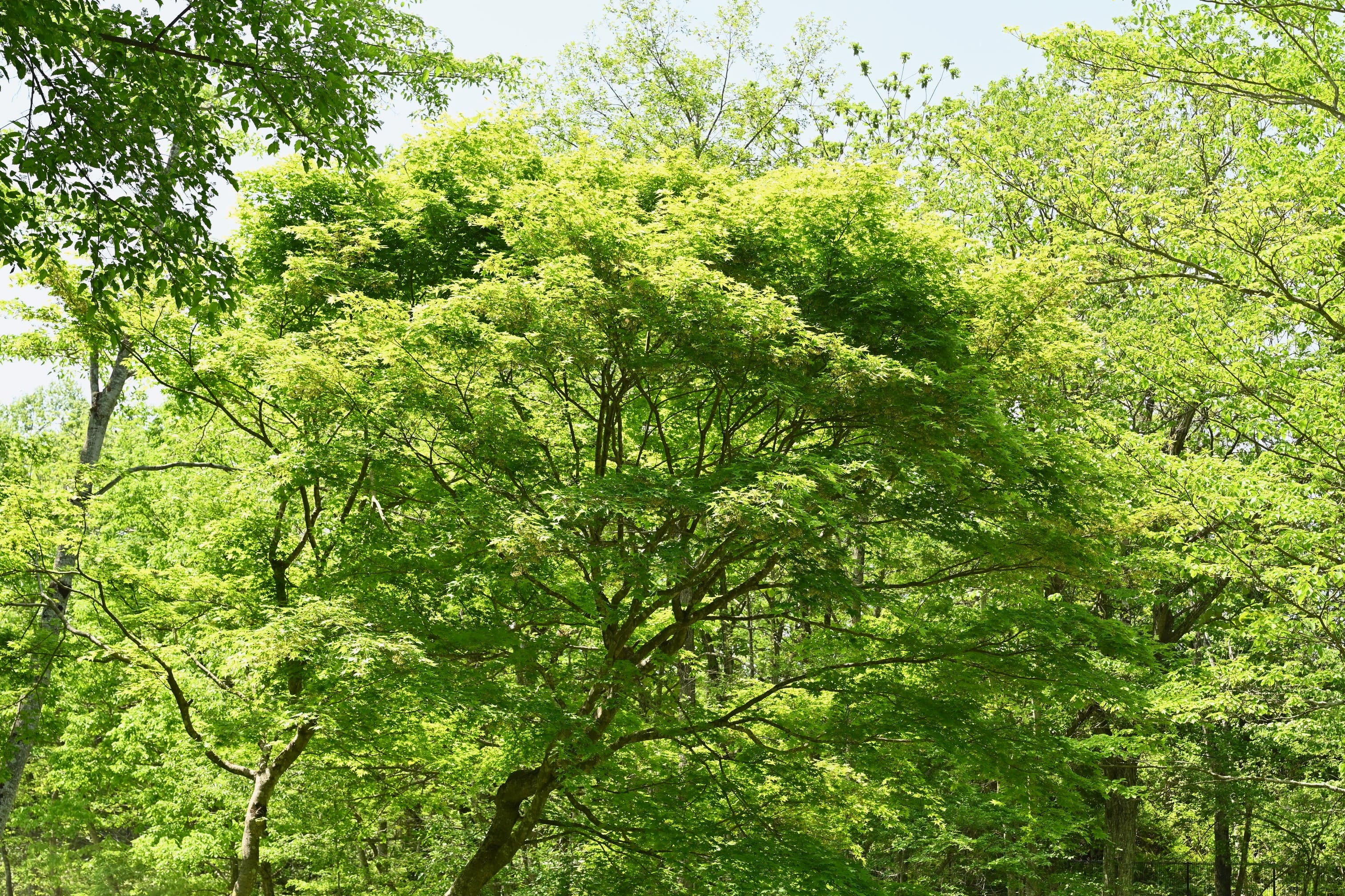 ヤマモミジ／やまもみじ／山紅葉 - 庭木図鑑 植木ペディア