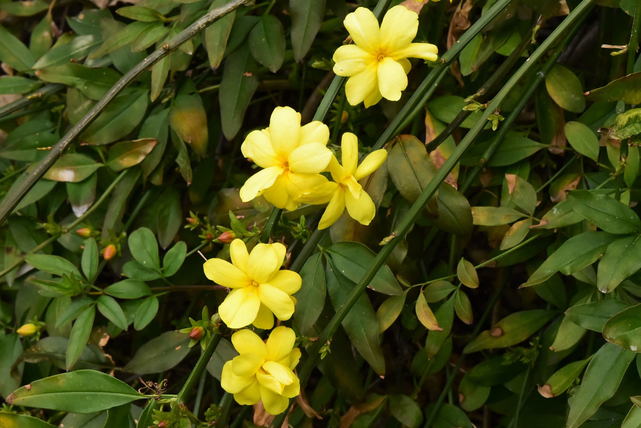 オウバイ 黄梅 庭木図鑑 植木ペディア