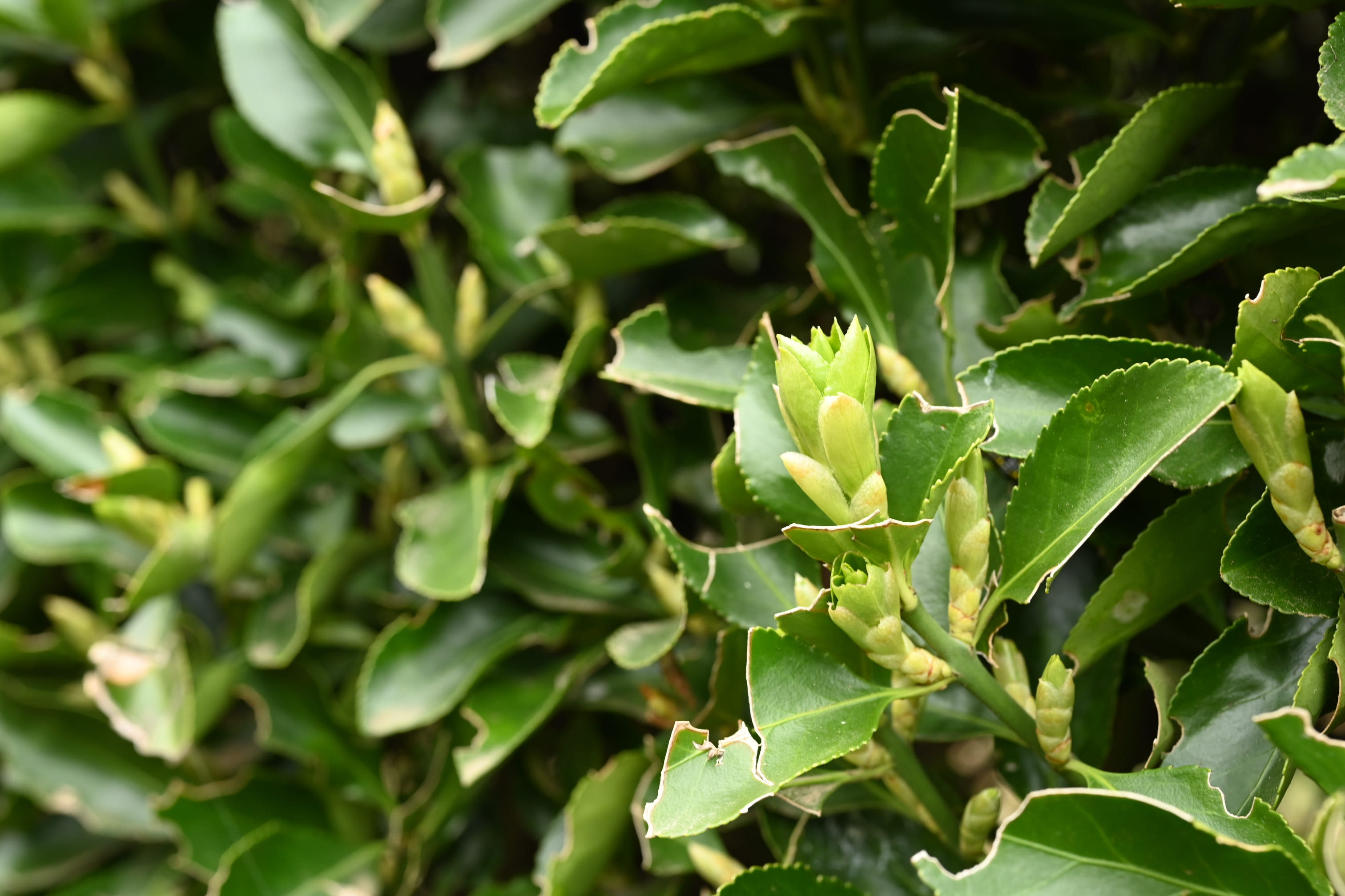 マサキ 庭木図鑑 植木ペディア マサキ 庭木図鑑 植木ペディア
