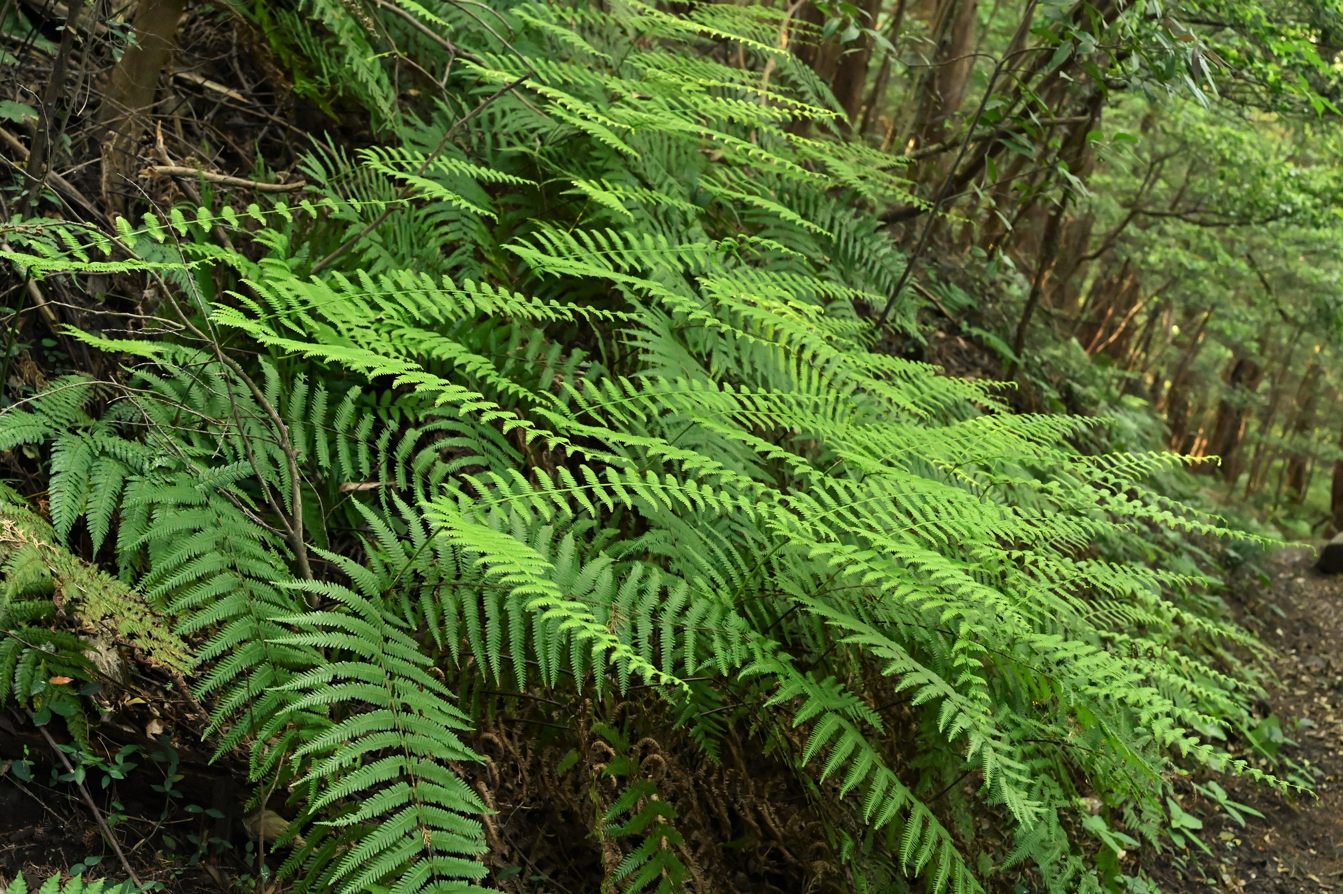 ウラジロ／うらじろ／裏白 - 庭木図鑑 植木ペディア