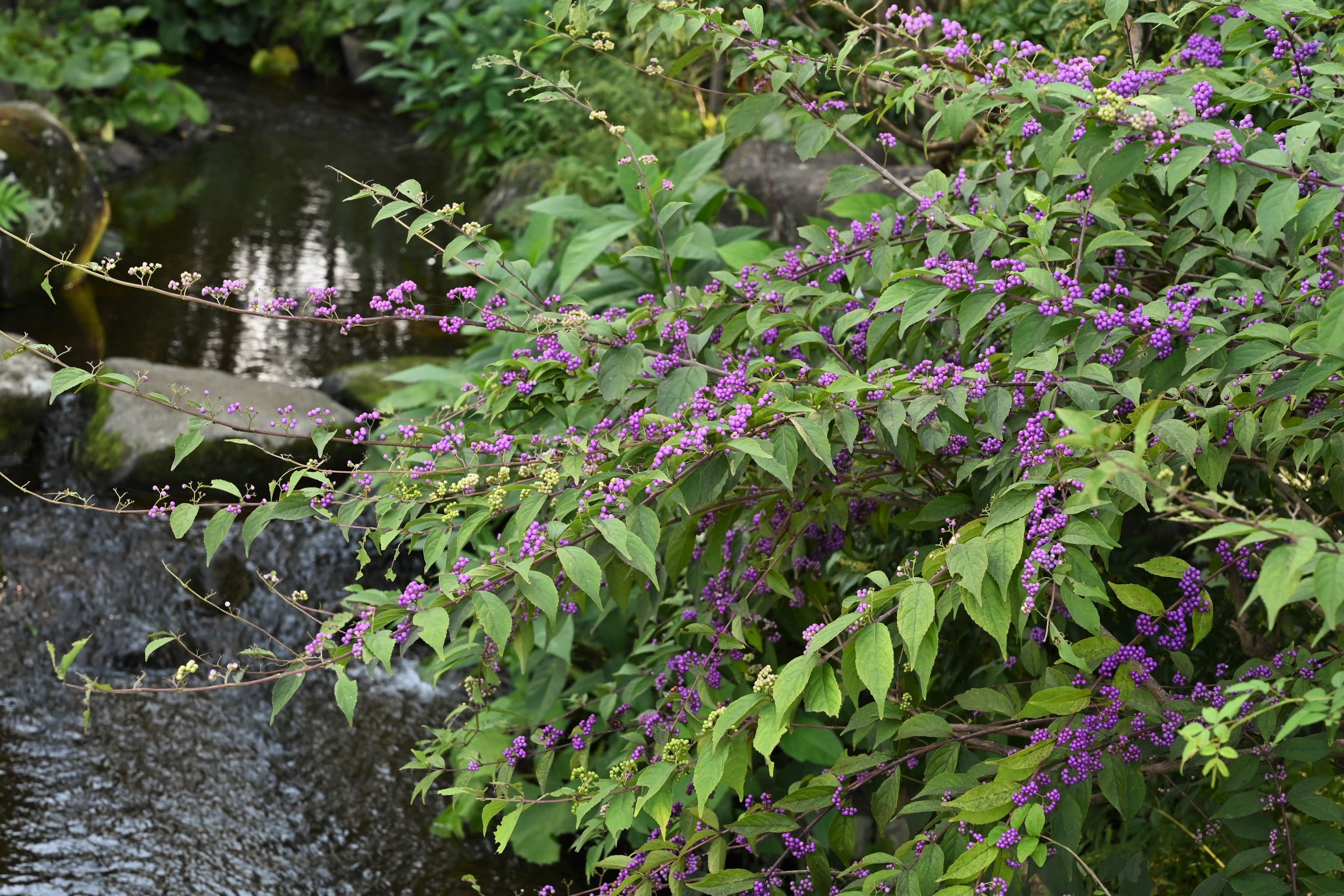 コムラサキ　実生苗　落葉低木　庭木 コムラサキ 苗木 販売 トオヤマグリーン